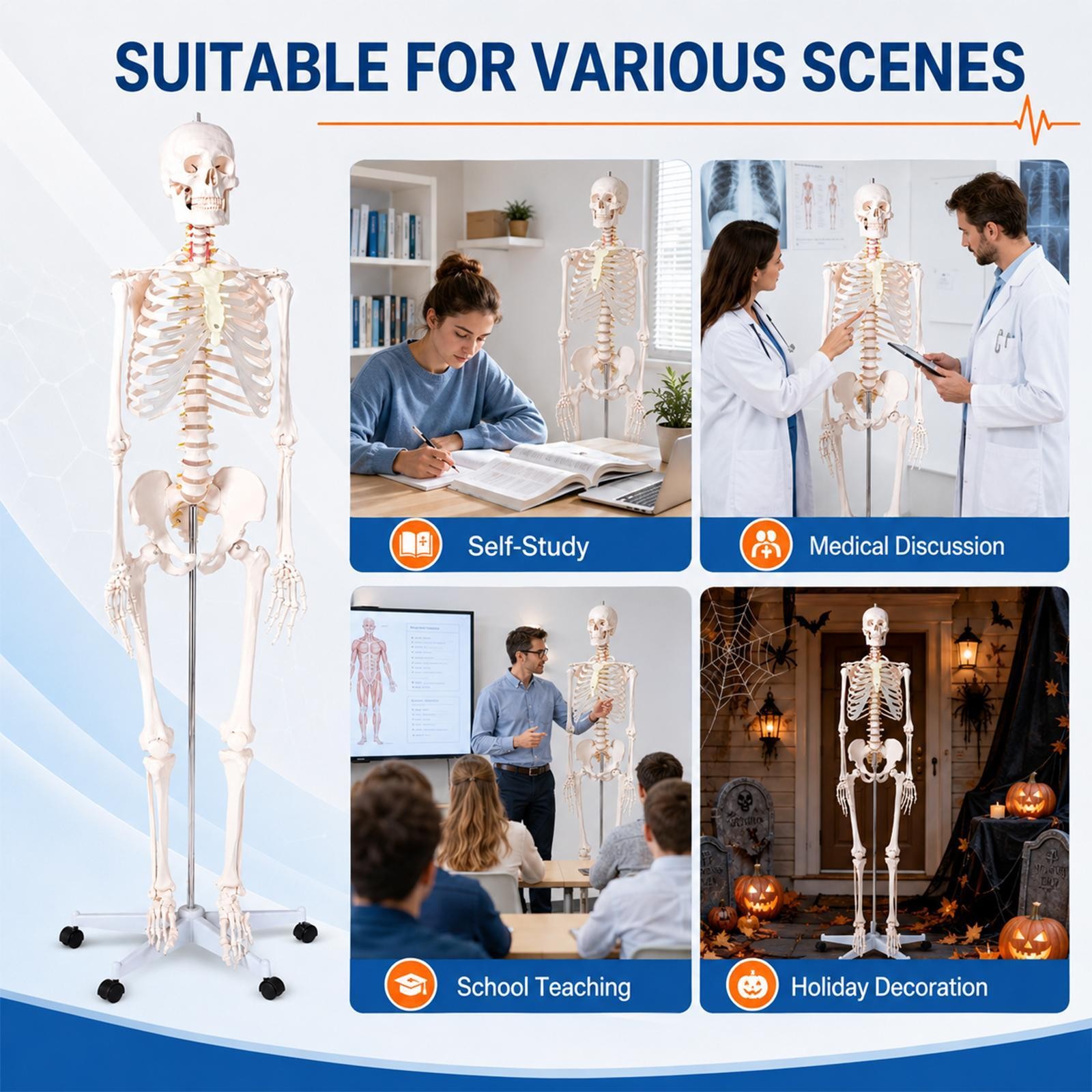 New Life Size Human Anatomical Anatomy Skeleton Medical Model, Stand
