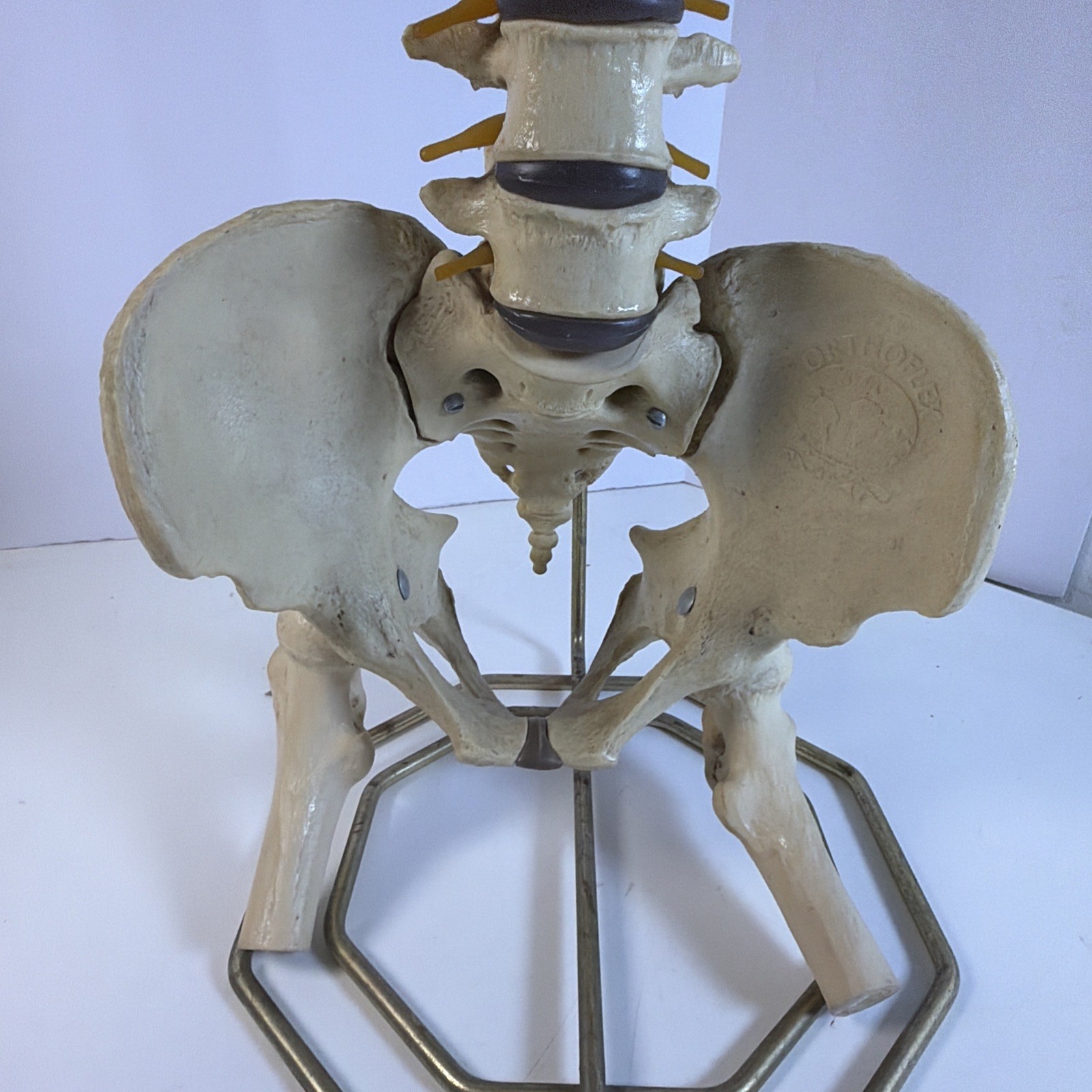 Vintage ORTHOFLEX Human Pelvis Vertebrae Skull Base Spinal Nerve Cord Spine
