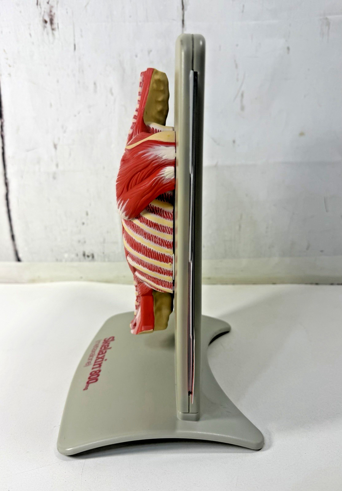 VINTAGE 2006 MEDICAL ANATOMICAL HUMAN SPINE BACK MODEL PHYSICIAN OFFICE DISPLAY