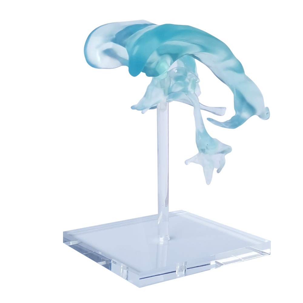 EVOTECH SCIENTIFIC Human Brain Ventricles Model for Medical Transparent