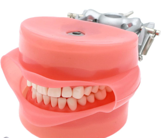 Dental Typodont Model Compatible with Kilgore Nissin 32 Removable Teeth and Simu