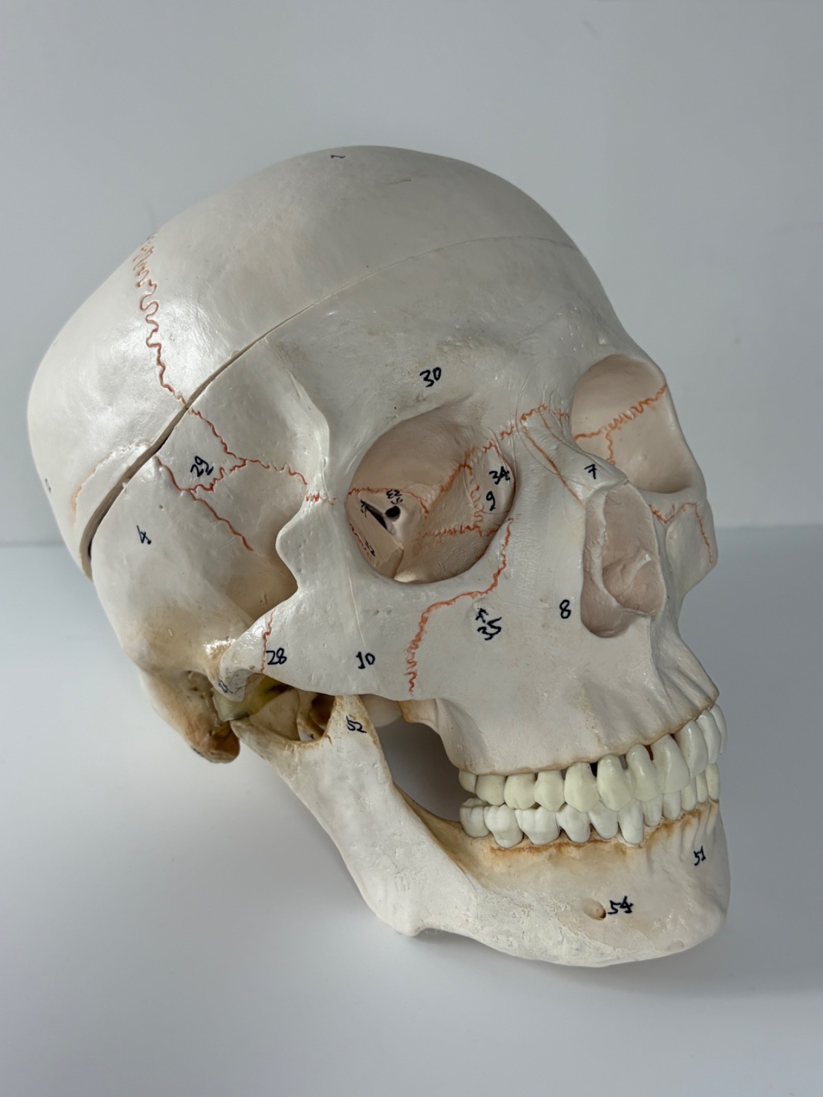 Walter Products Inc. B10221 Numbered Human Skull 3-Parts