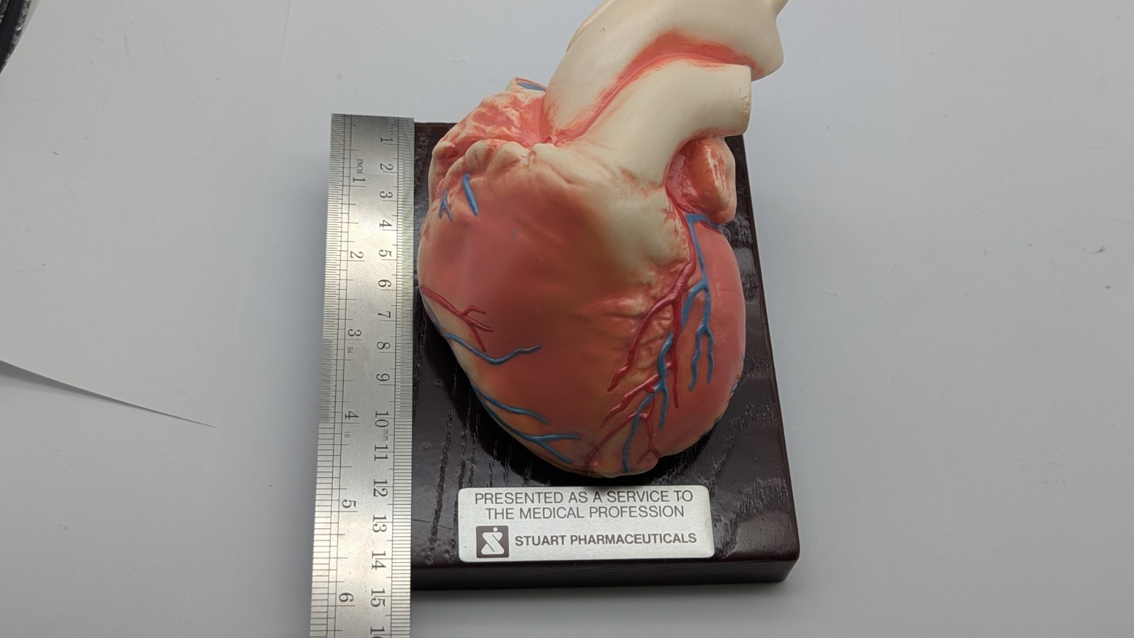 Vintage Human Heart Anatomical Model Stewart Pharmaceutical 1960’s DISPLAY