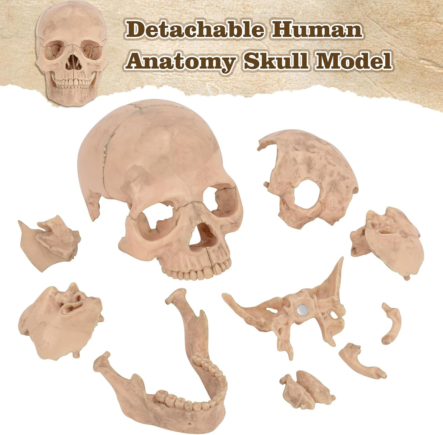 2023 Modelo De Craneo Explotado De Anatomia Mas Nuevo, Modelo De Craneo Medic…