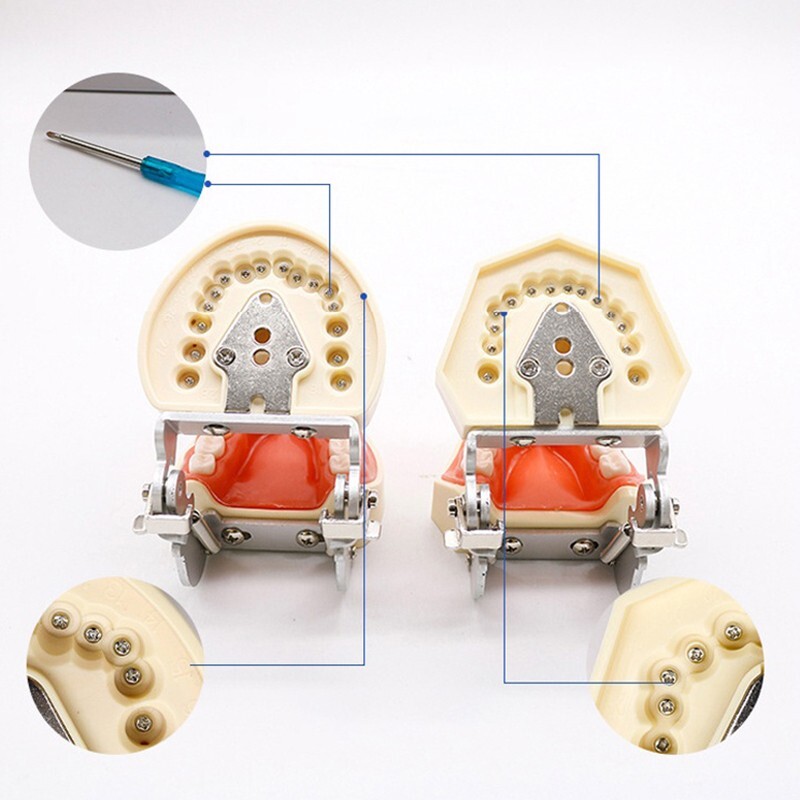 28/32 Dental Typodont Teeth Model Removable Teeth Soft Gingiva Teaching Model
