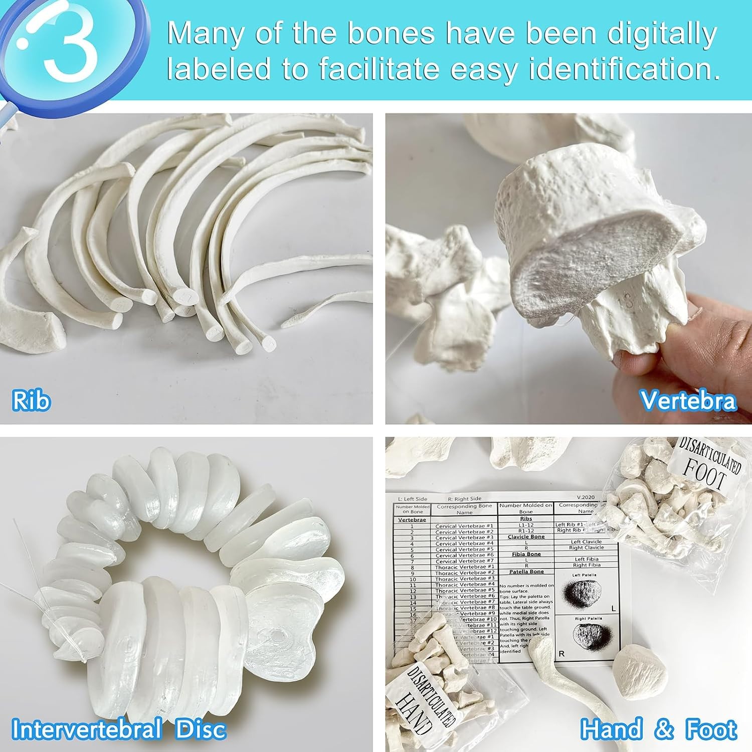 Human Model of Skeleton for Anatomy 67“ High with 200+ Bones Structures,Sc