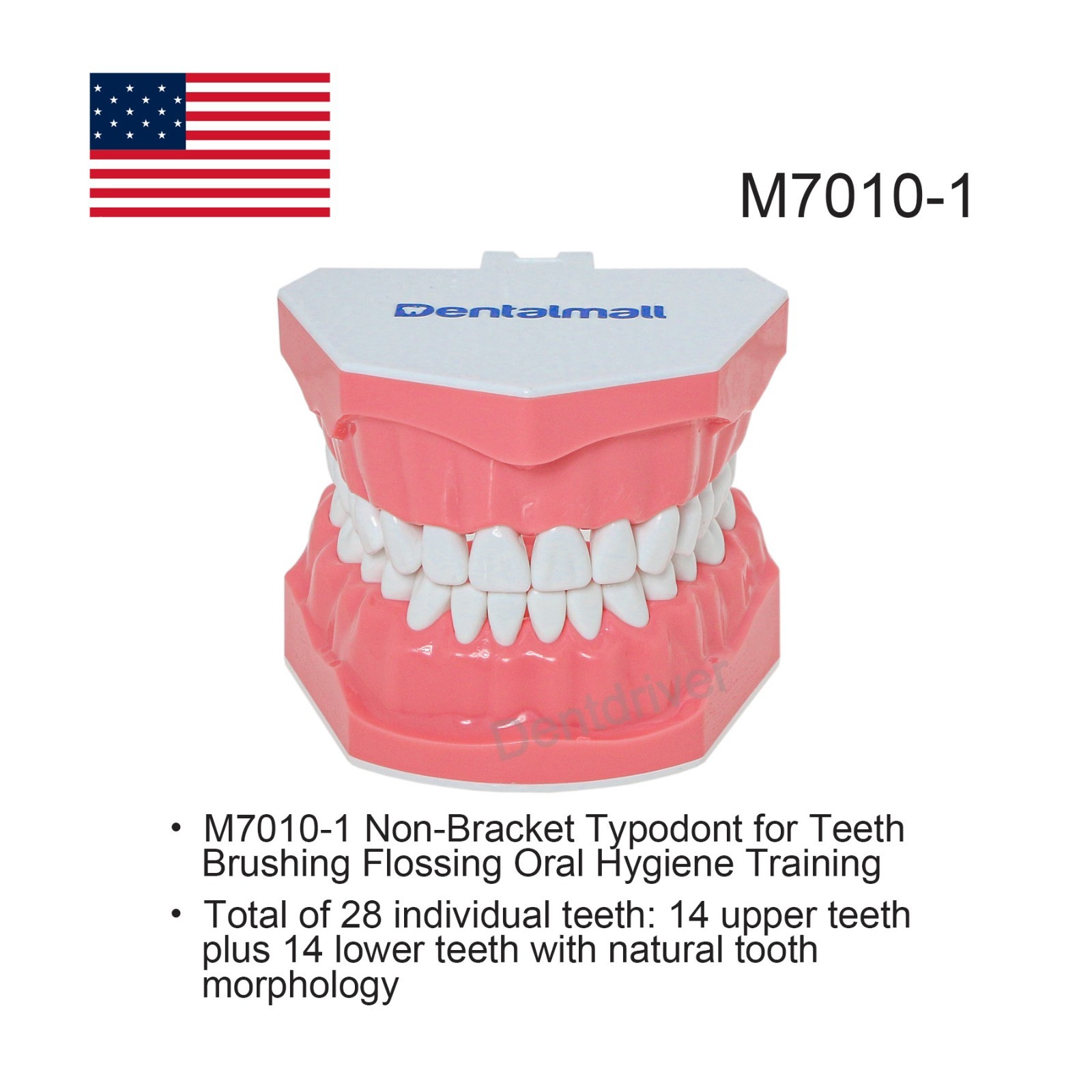US M7010 Series Typodont M7010-1 Hygiene/M7010-2 Orthodontic Bracket Teeth Model