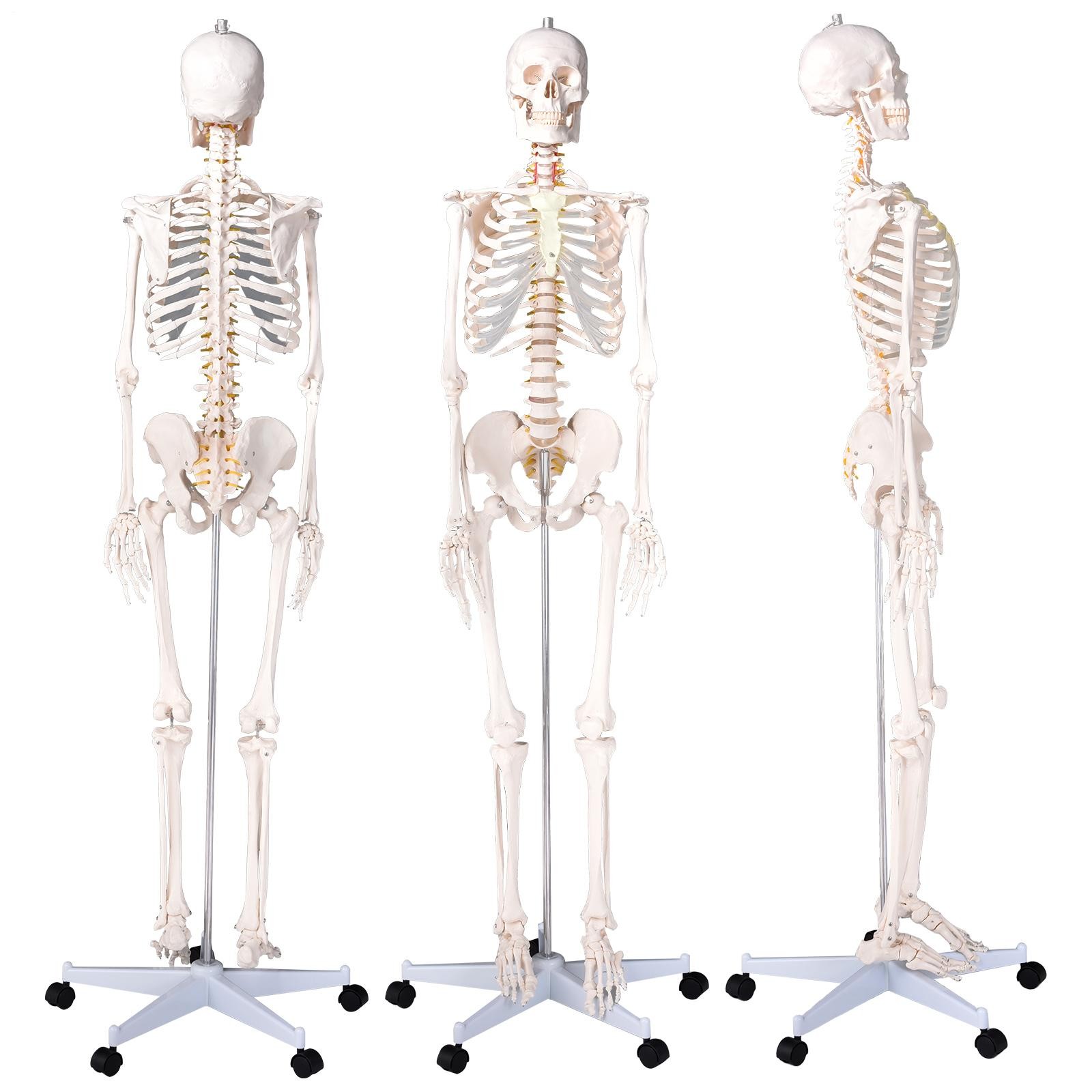 New Life Size Human Anatomical Anatomy Skeleton Medical Model, Stand