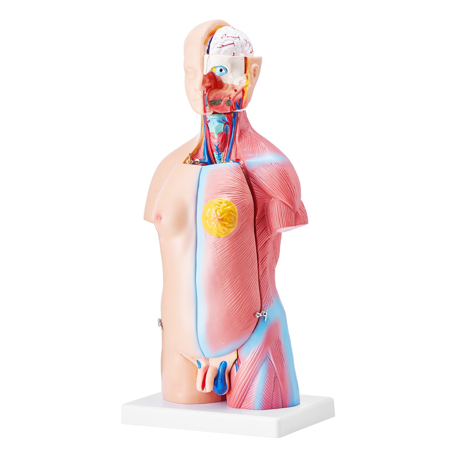 VEVOR Anatomical Human Torso Body Model Anatomy Internal Organ 18″ 23 Parts