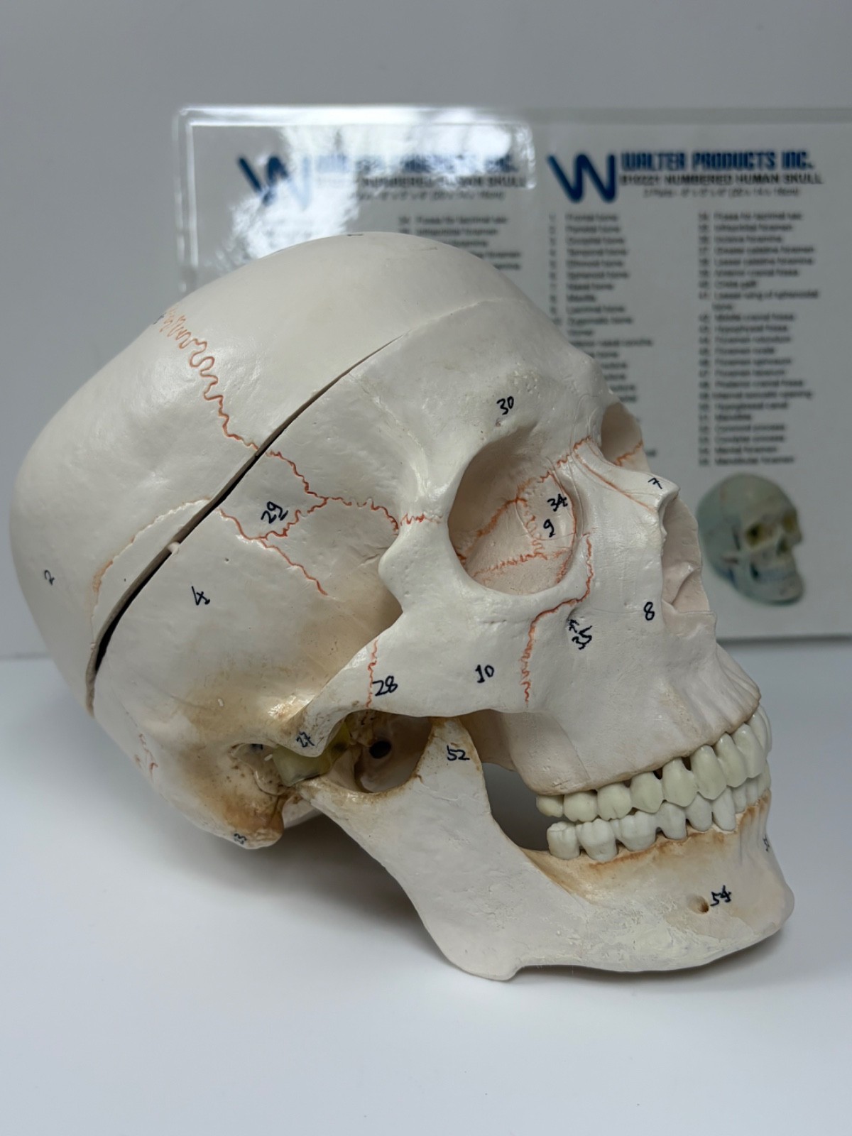 Walter Products Inc. B10221 Numbered Human Skull 3-Parts