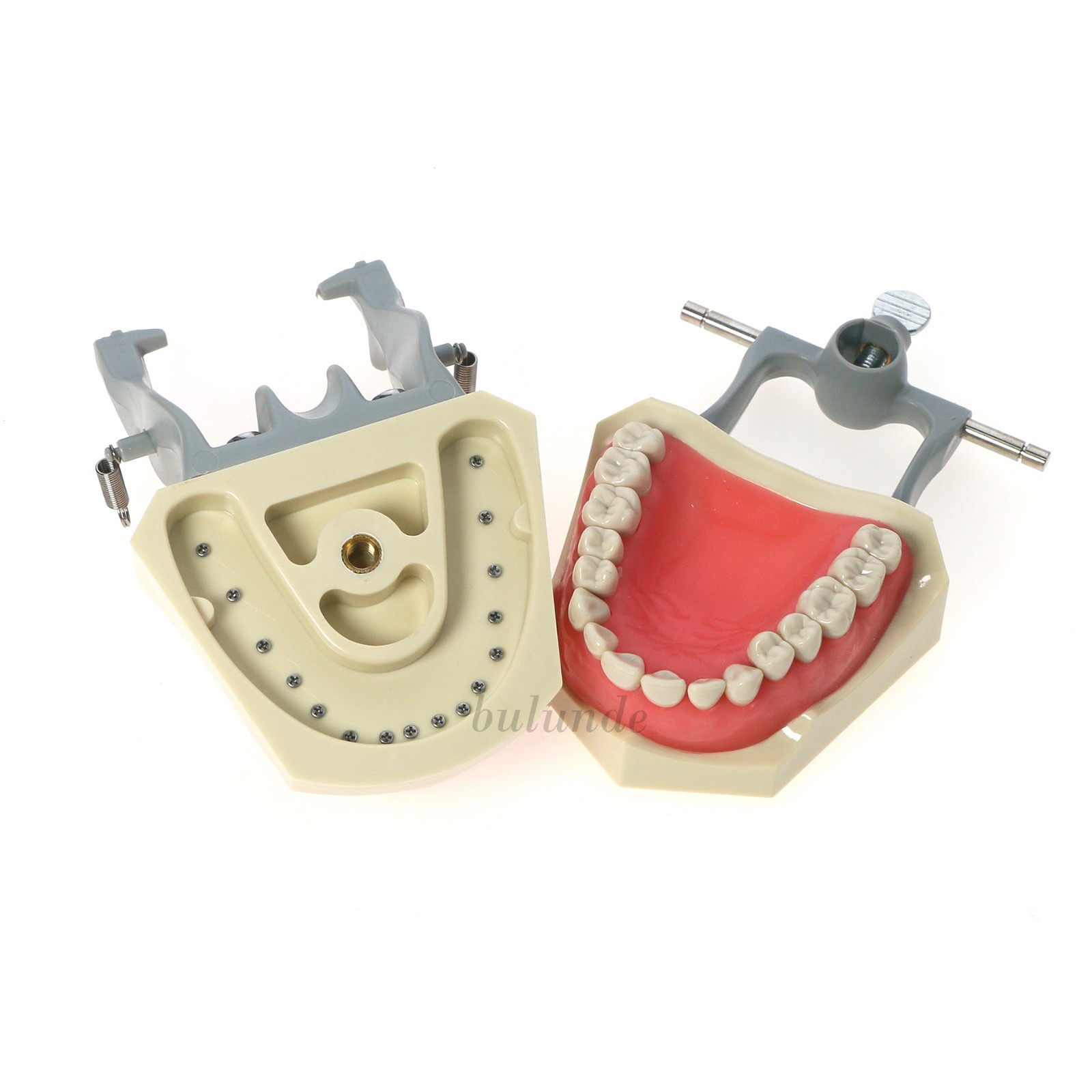 US Dental Typodont Teeth Model Mounting Pole Fit Columbia Kilgore Nissin Frasaco