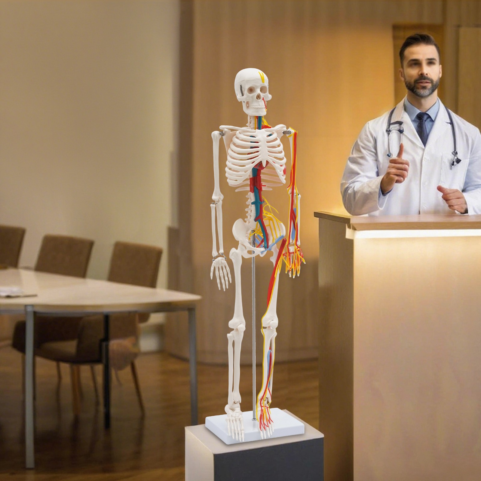 34 Inch Human Skeleton Model Skeleton Human Model Standing Style Skeleton Model