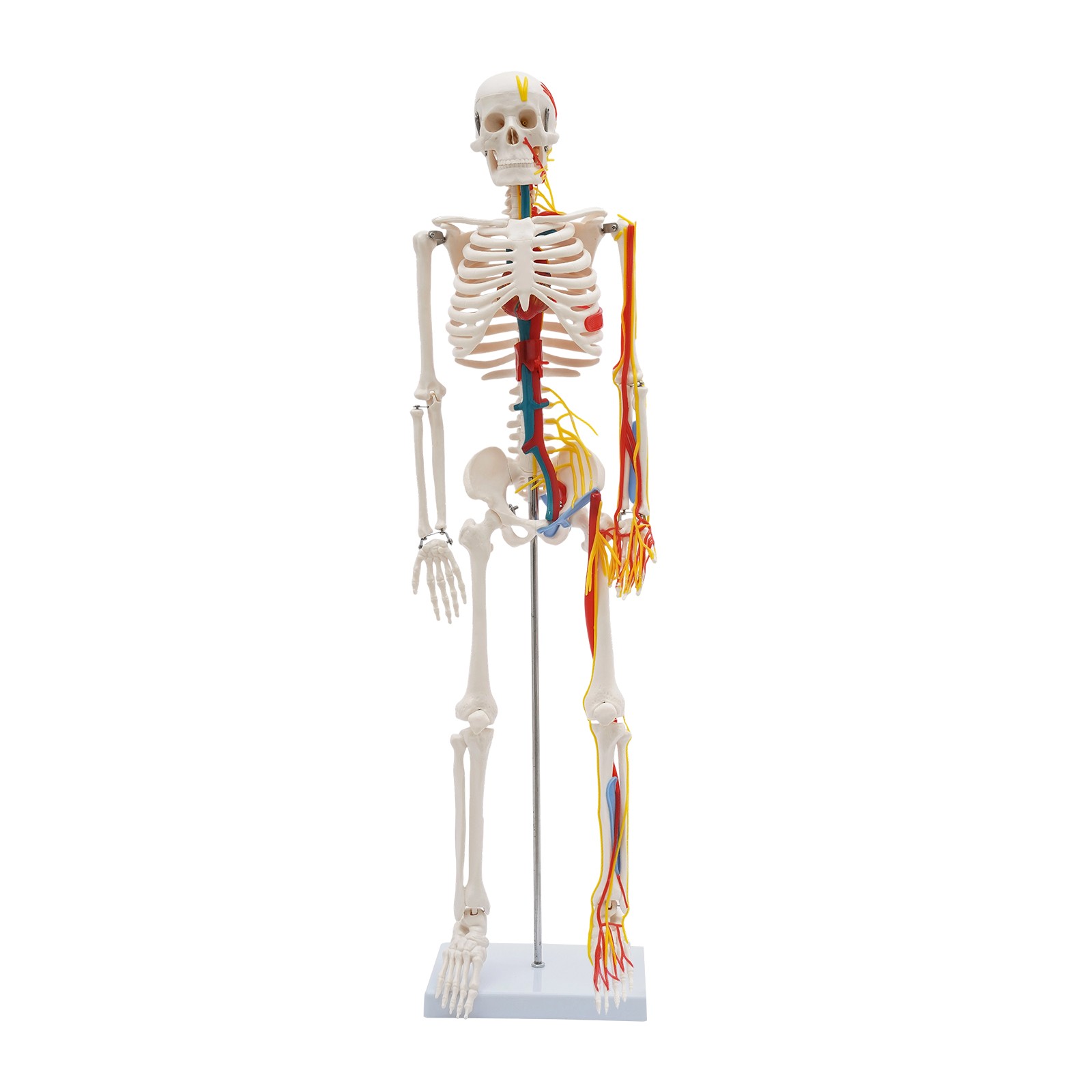 34 Inch Human Skeleton Model Skeleton Human Model Standing Style Skeleton Model