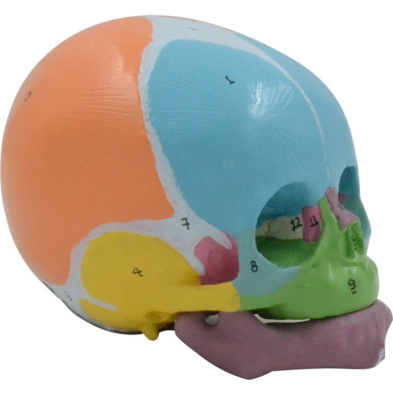 1:1 Size Medical Science baby infant Skull Anatomical Model