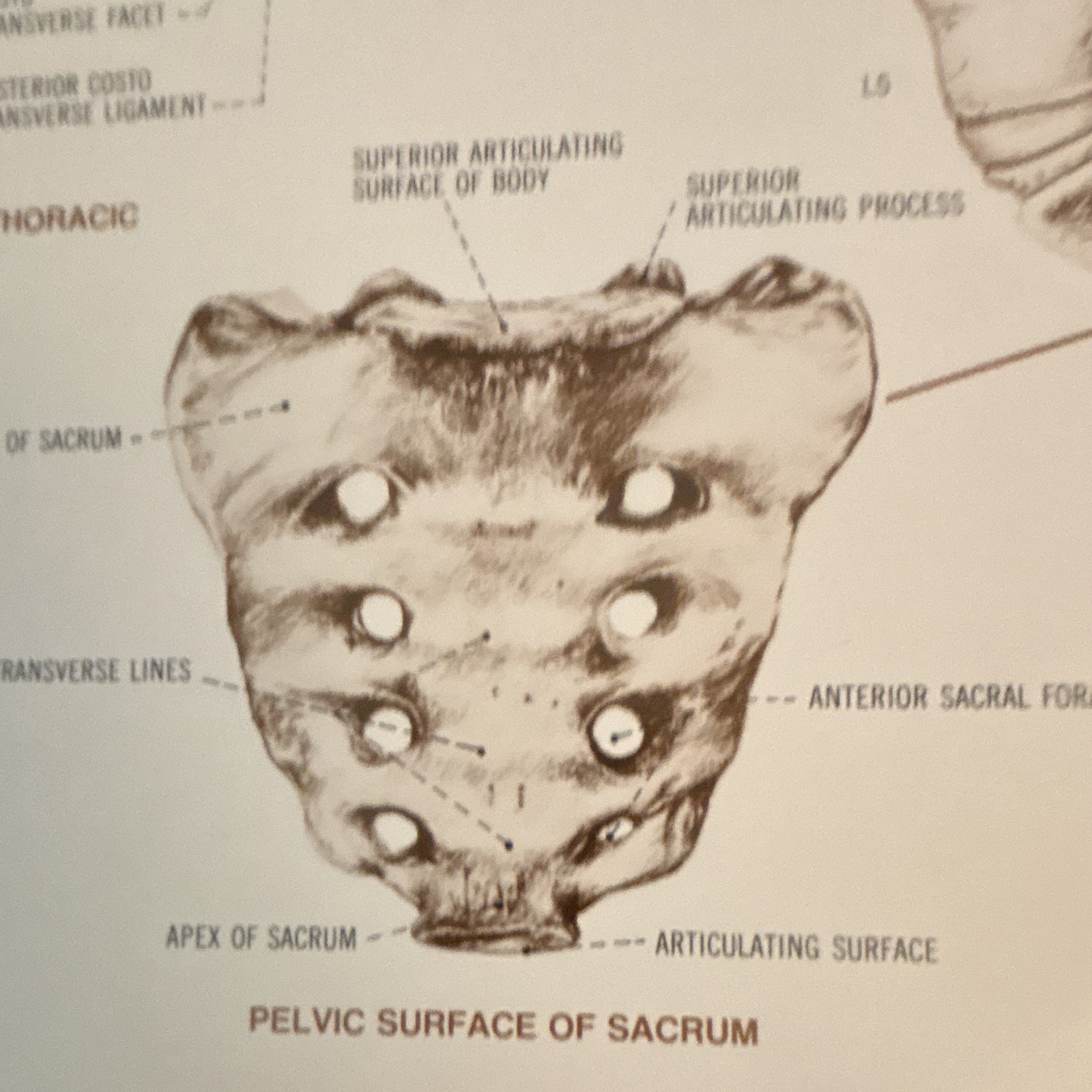 Anatomical Chart Co. The Vertebral Column Anatomical Chart Orthopedics 1980