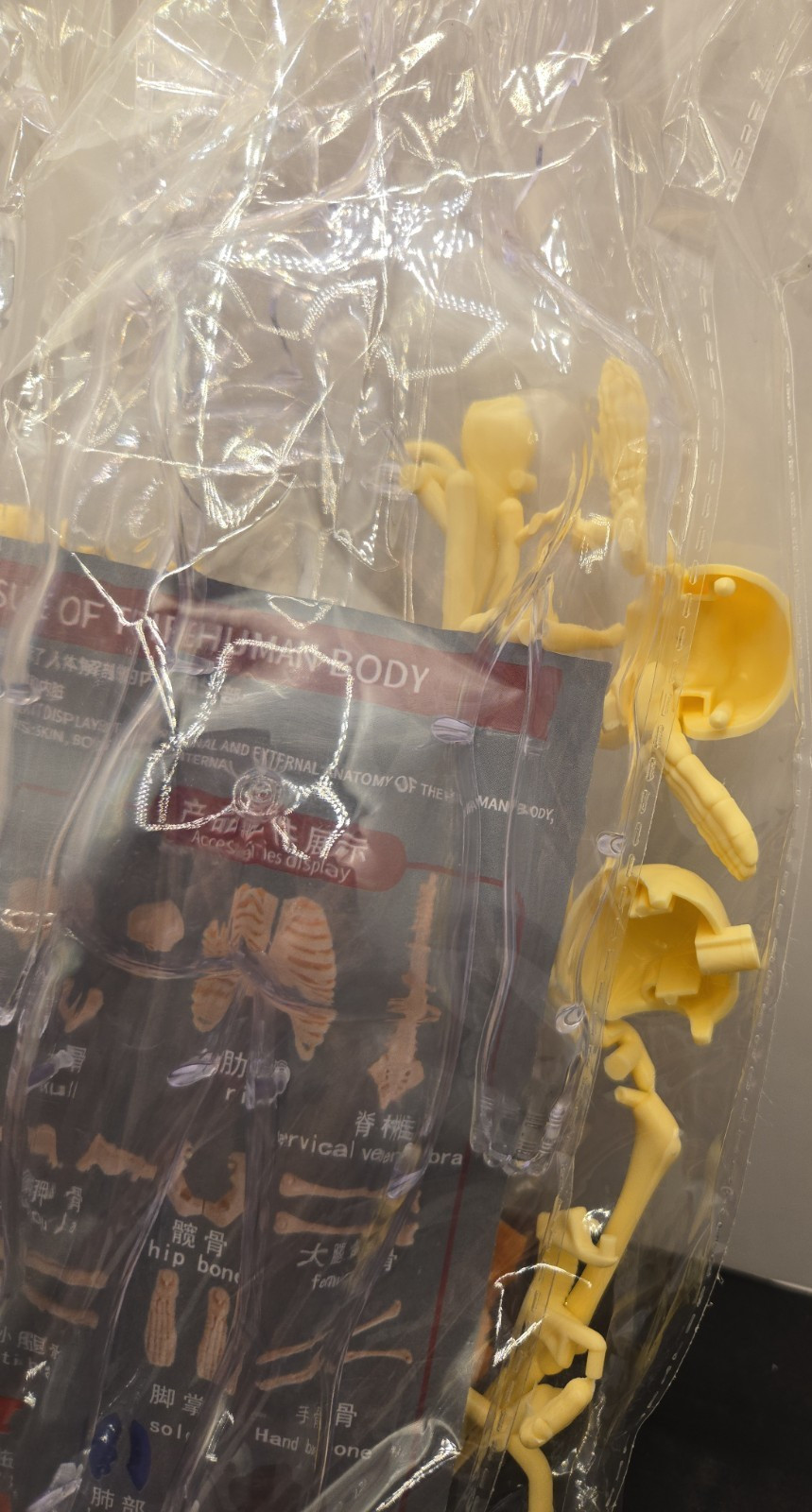Human Body Model With Removable Organs Bones