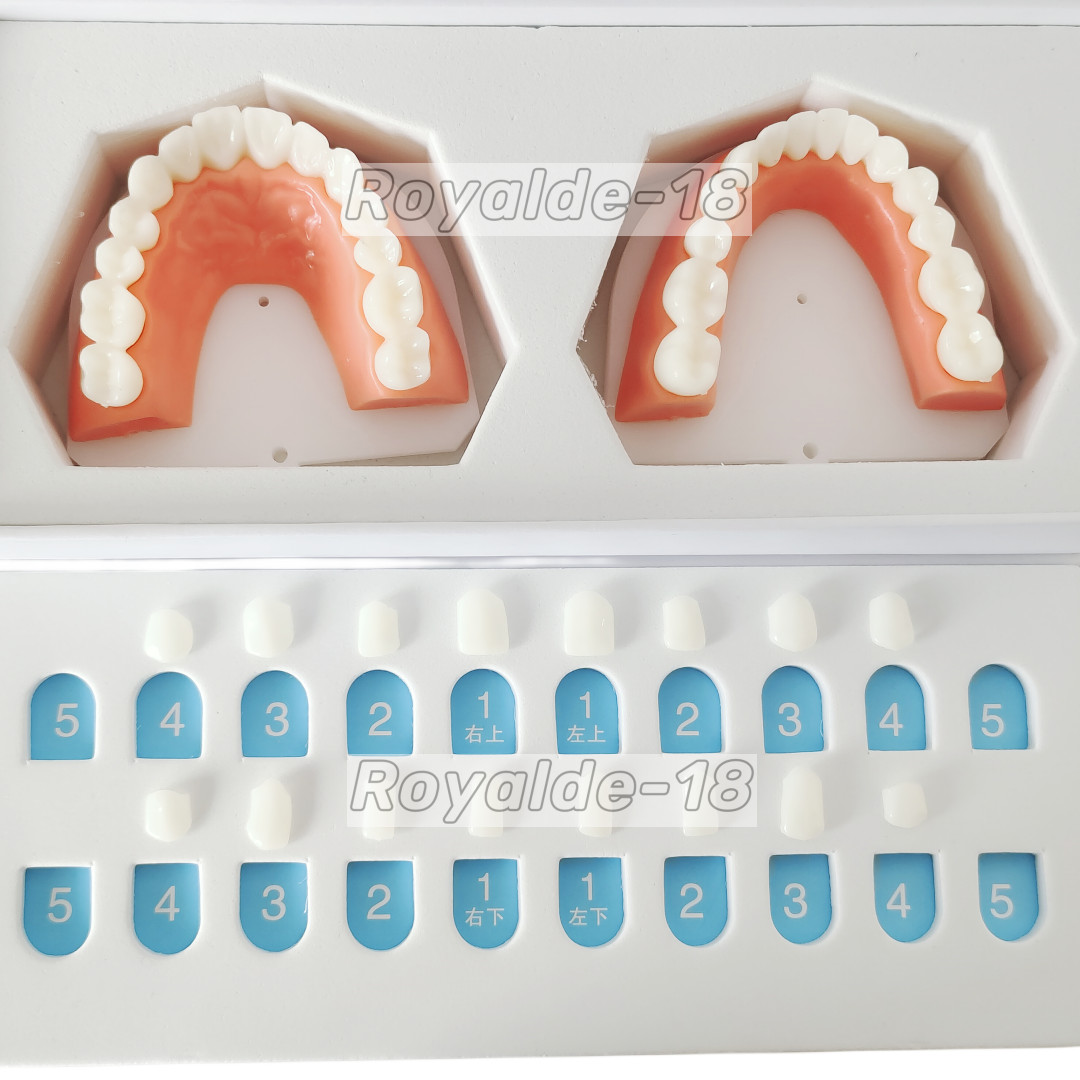 Dental Composite Veneer Template Front Teeth Practise Model Dentist Teaching