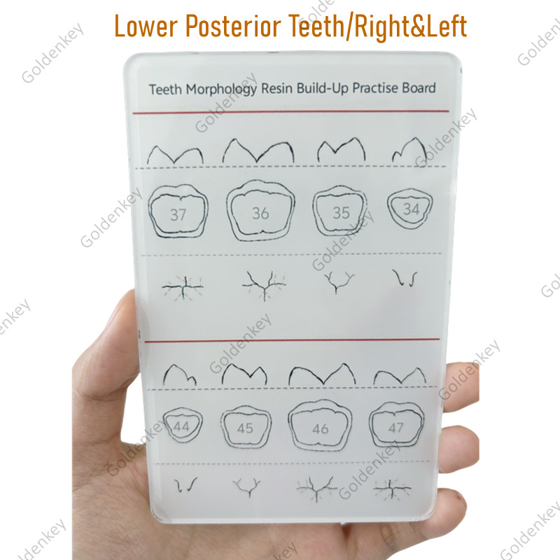 6Pc Dental Composite Resin Filling Model Dentist Build Up Teeth Morphology Board
