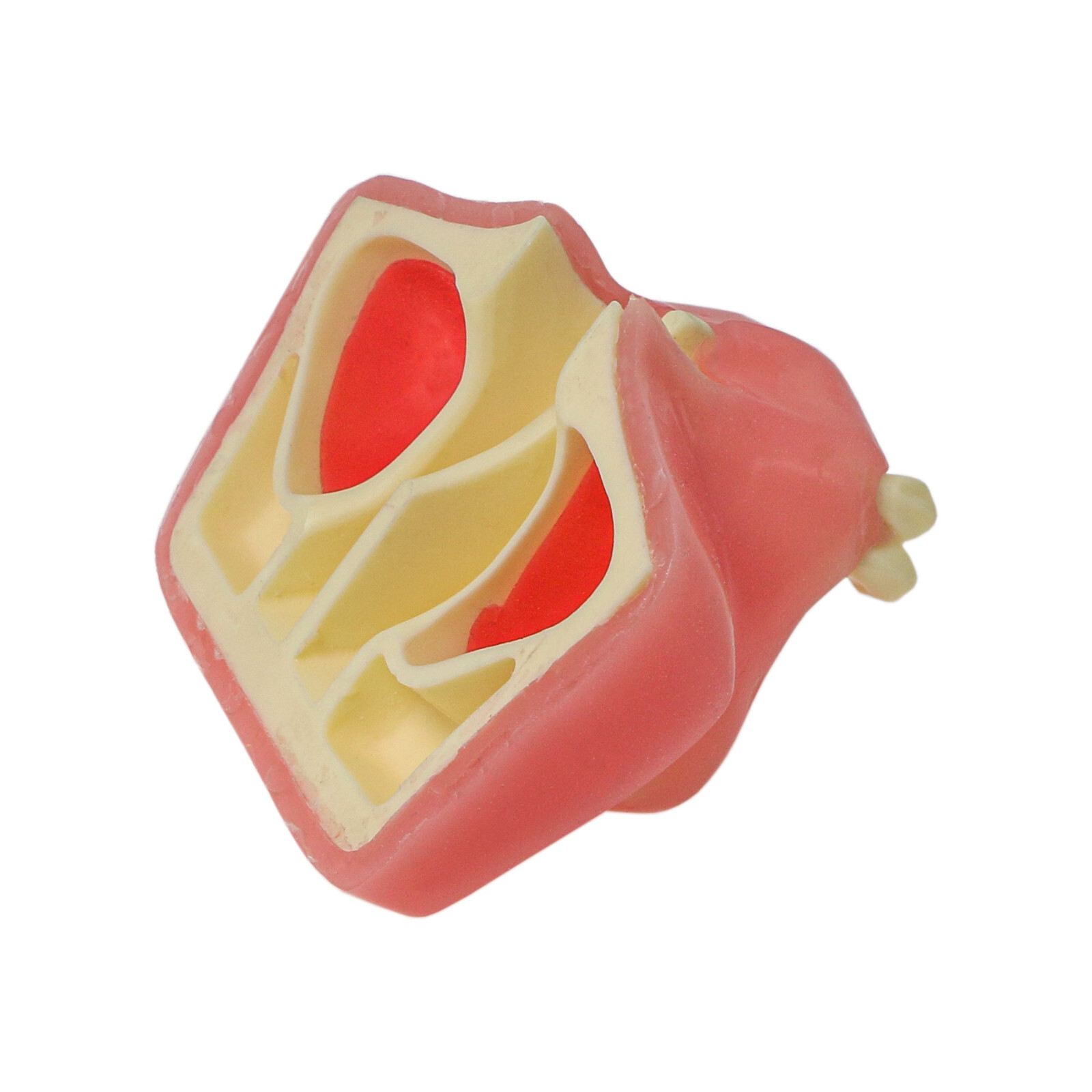 Dental Maxillary Teeth Model Sinus Lift Implant Practice Study Teach Demo Model