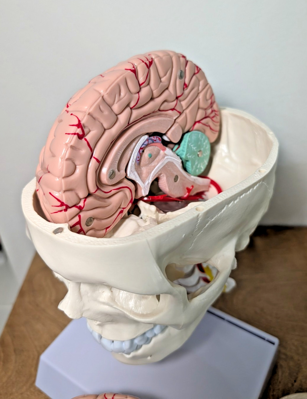 Human Skull with Brain and Cervical Vertebra Anatomical Model Life-Size Anatomy