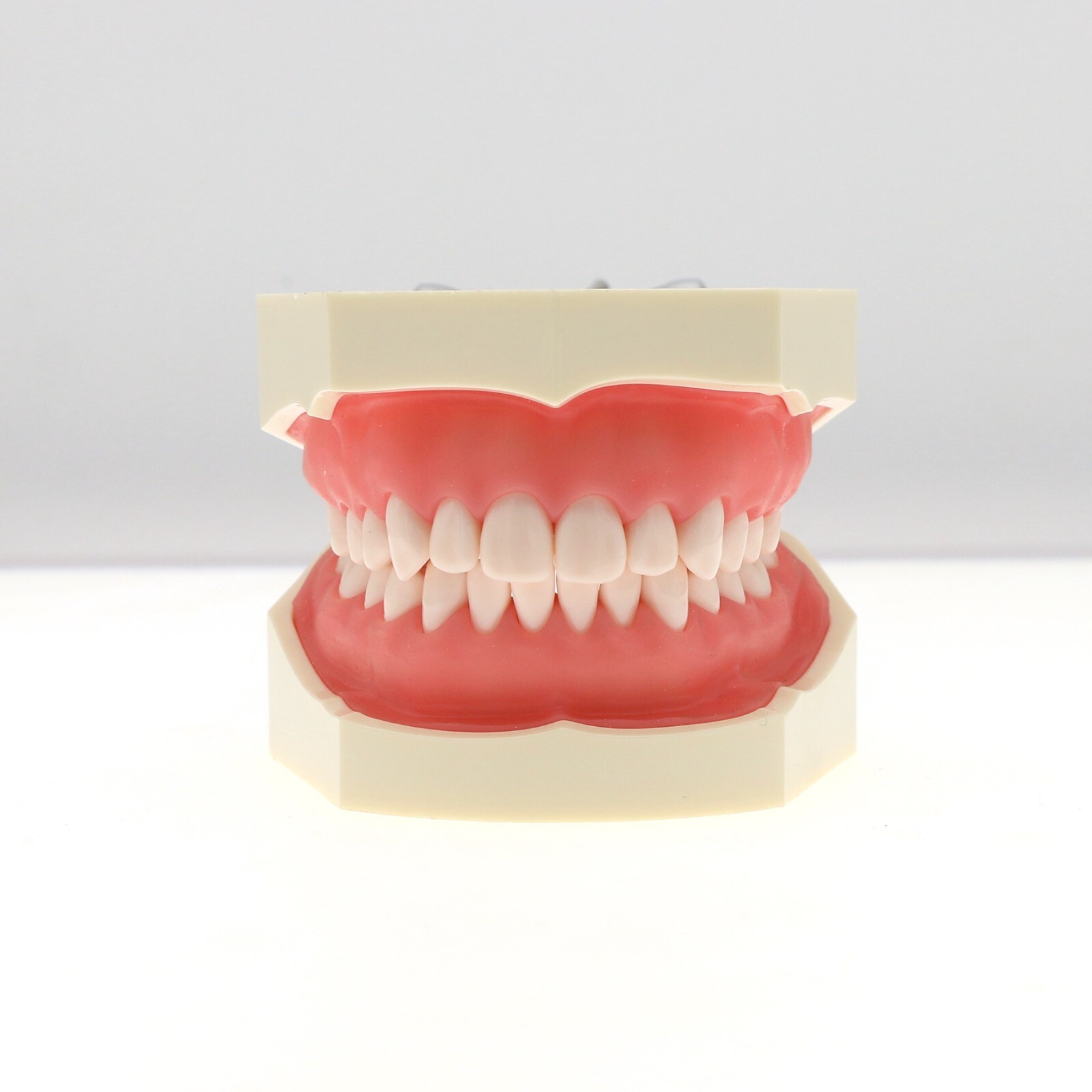 US Kilgore Nissin 200 Type Dental Typodont Model 28 pcs Removable Teeth M8011