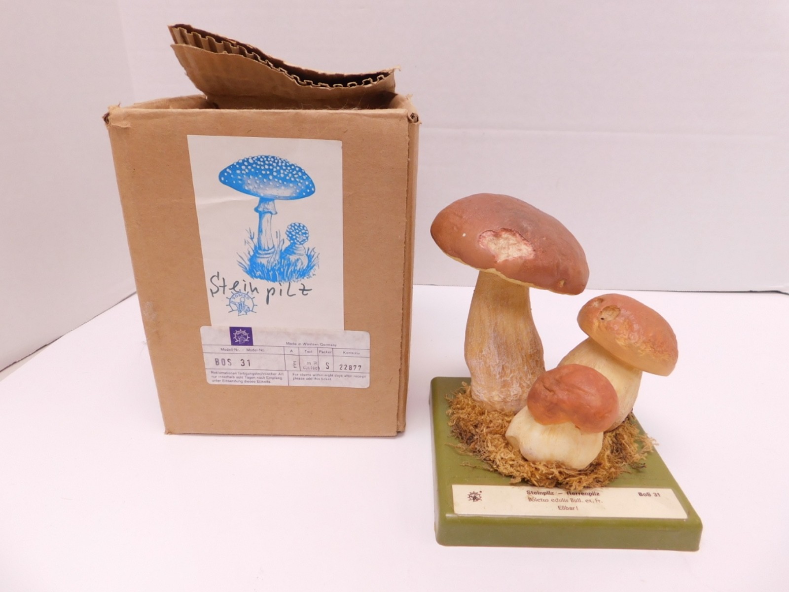 VTG SOMSO Steinpilz Mushroom Educational Model Germany Herrenpilz Stone w Box