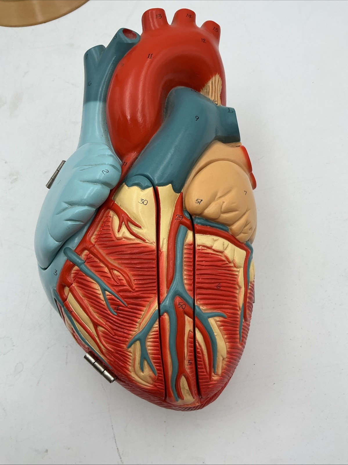 Denoyer Geppert Heart of America 0140-00 Anatomical Model Anatomy