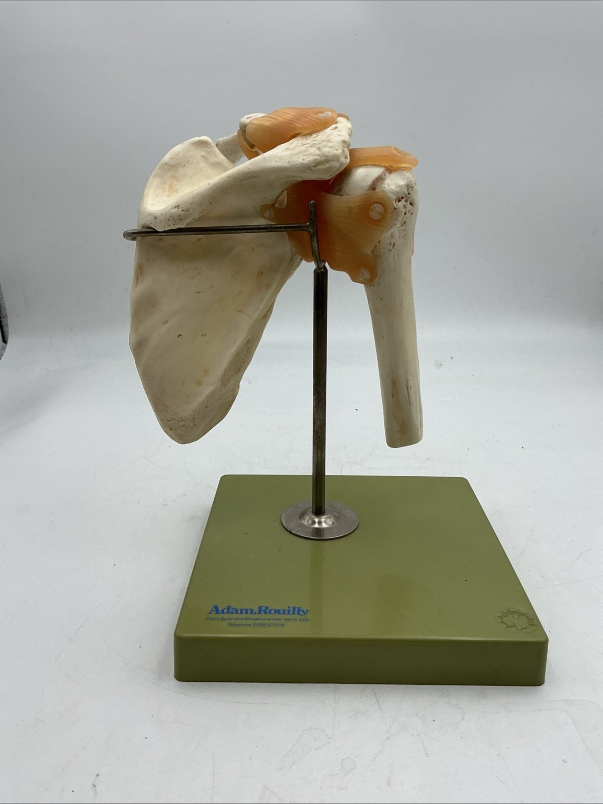Somso NS53 Functional Shoulder Joint with Ligaments Anatomical Model NS 53