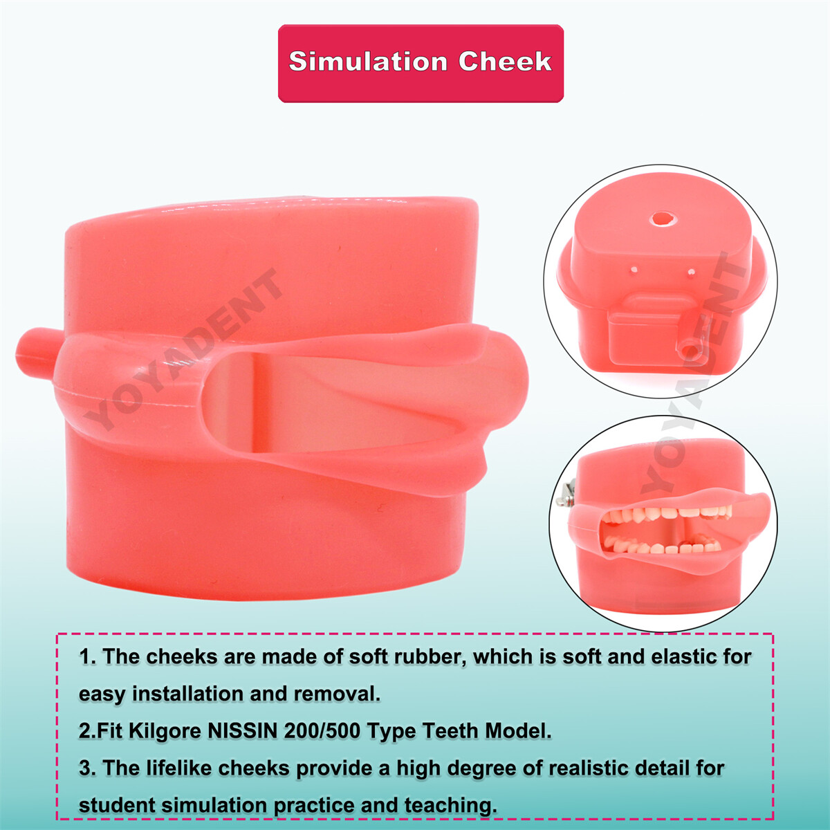 US Kilgore NISSIN 200 Type Dental Typodont Model With 32Pcs Removable Teeth 8022