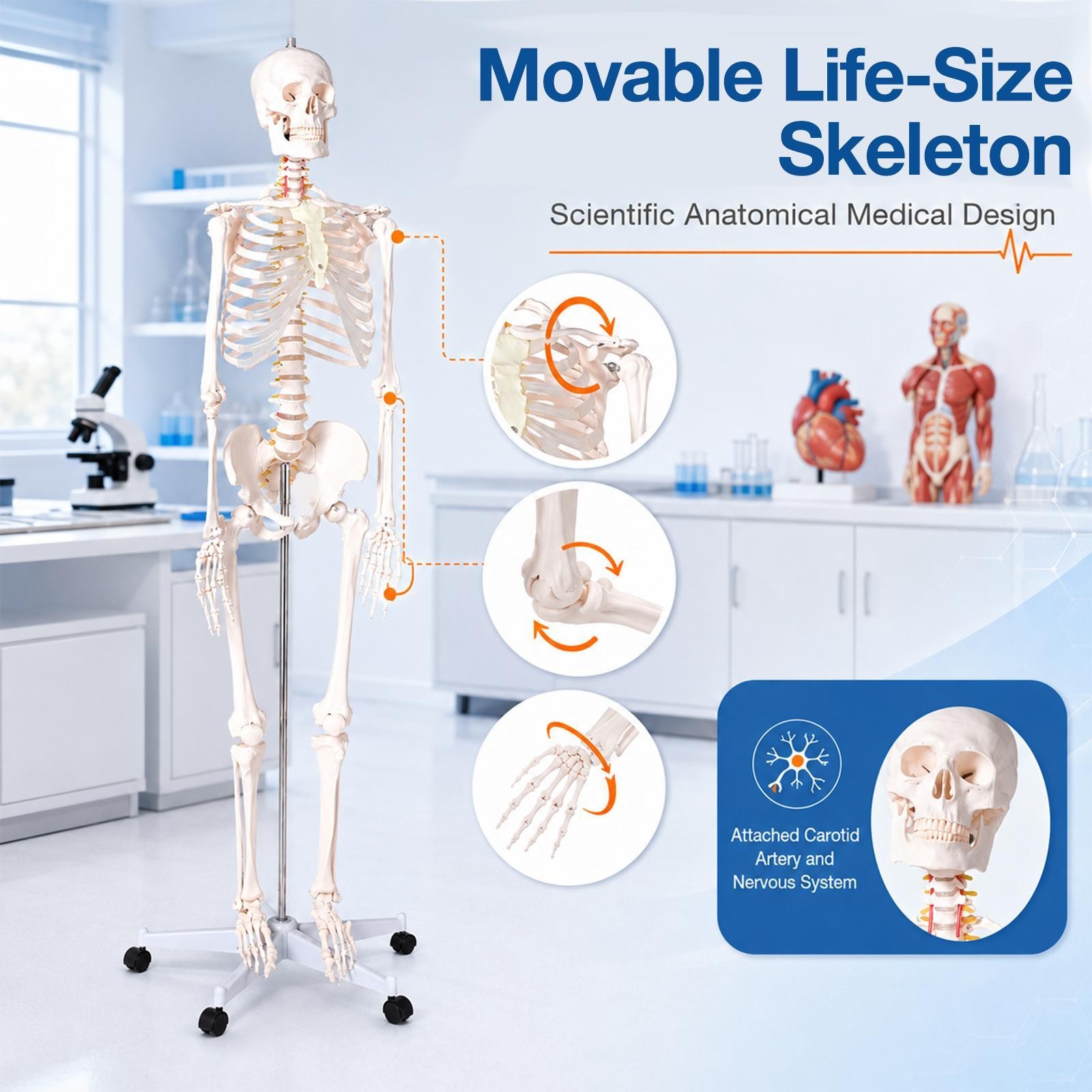 Human Skeleton Model Anatomical Skeleton Life Size