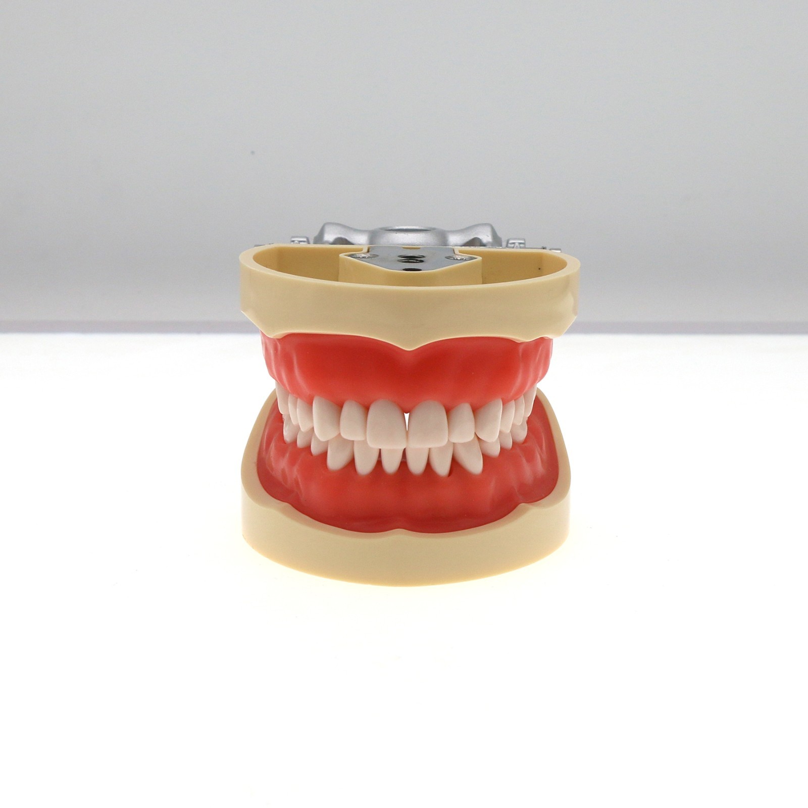 Dental 200 Type Typodont Model With Removable Teeth fit Kilgore NISSIN M8012