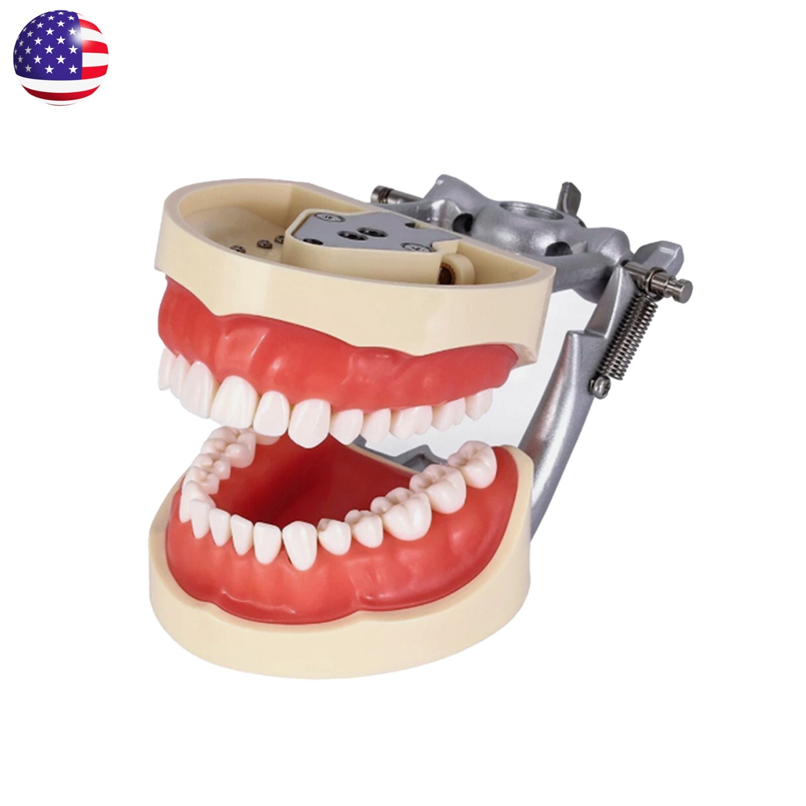 US Kilgore Nissin 200 Type Dental 32pcs Teeth Removeable Model & Mounting Pole