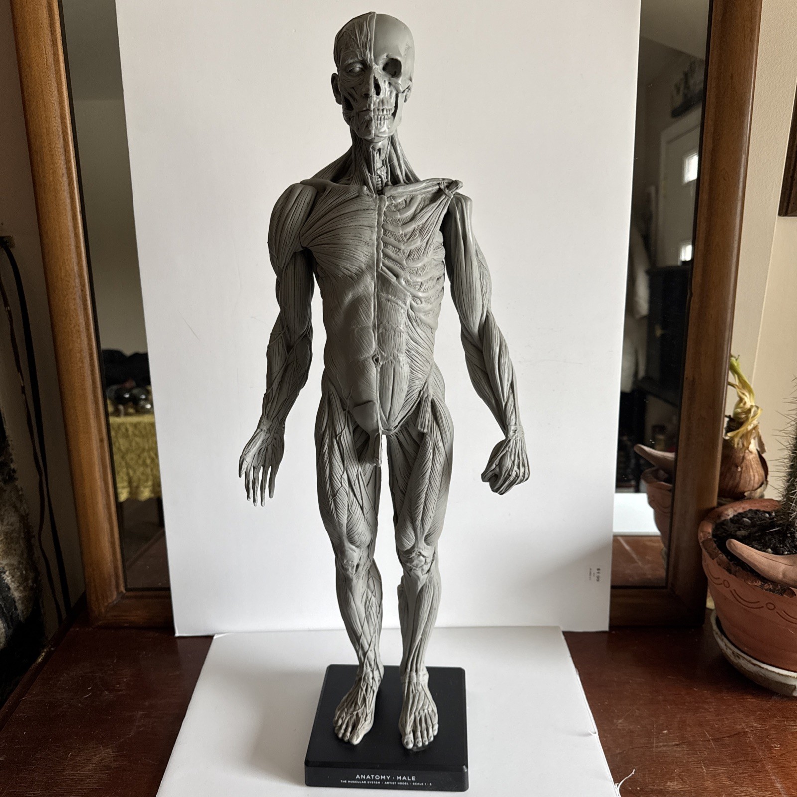 Andrew Cawrse Male Human Anatomy Model 2009 anatomy tools