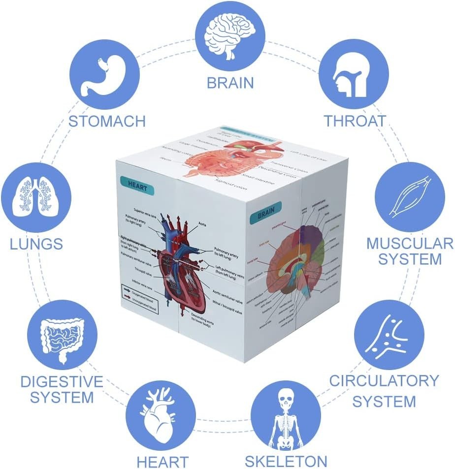 Póster de anatomía en bloques de 9,9 cm para estudiantes medicina sobre anatomía