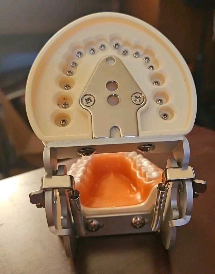 Dental Typodont Teeth Model Practice with Removable Teeth Unbranded