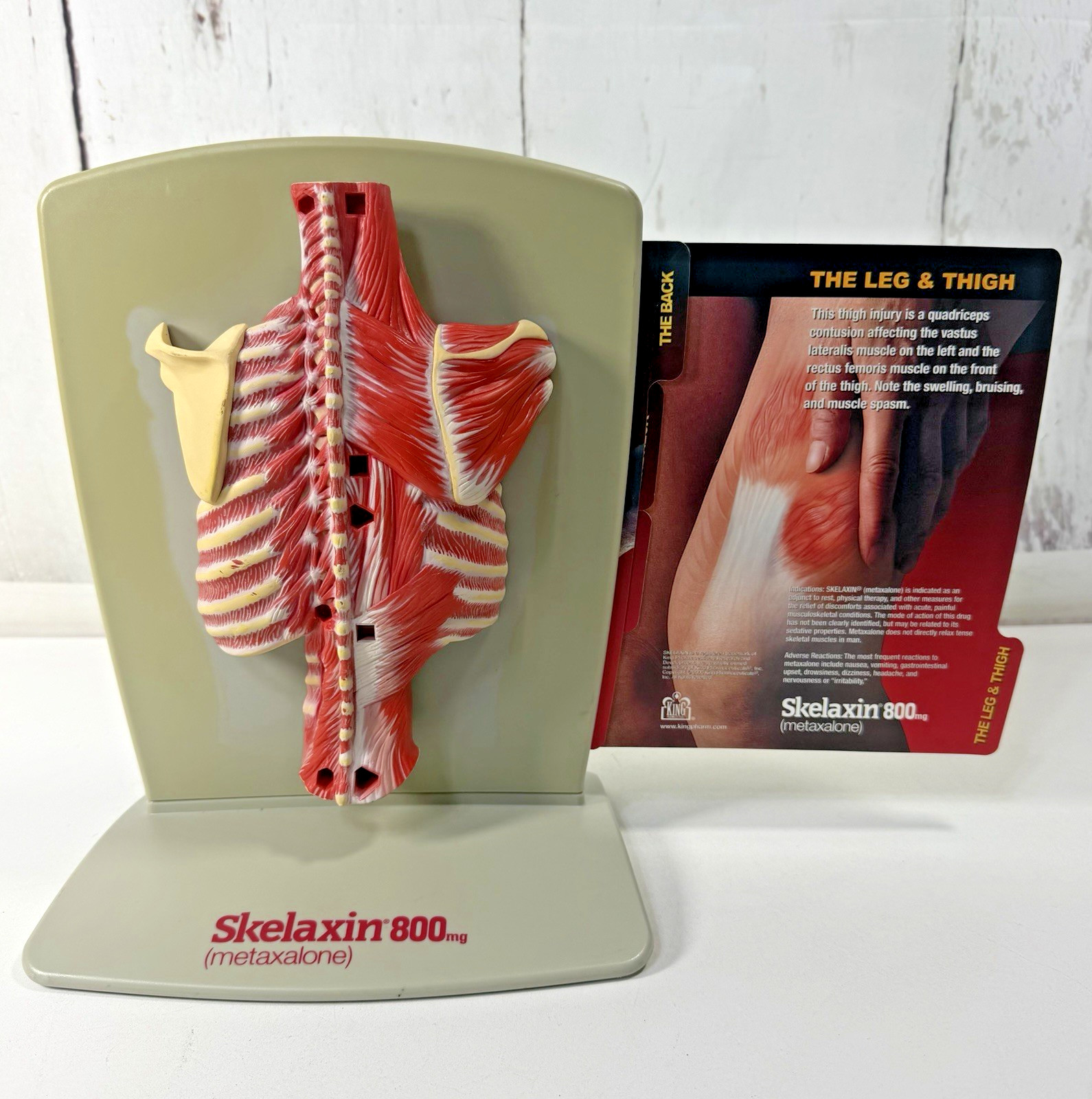 VINTAGE 2006 MEDICAL ANATOMICAL HUMAN SPINE BACK MODEL PHYSICIAN OFFICE DISPLAY
