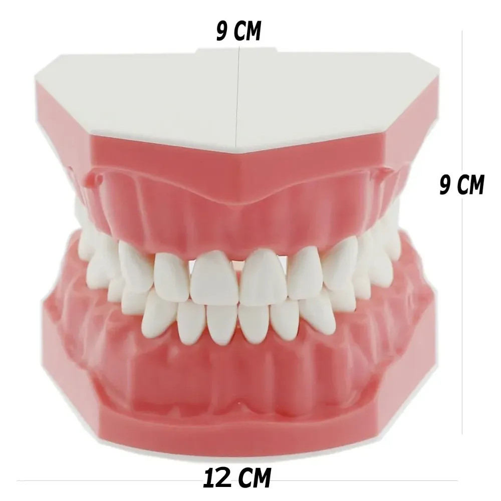 iDentical Tooth Brushing Demonstration Model-M7010 Tooth Brushing FREE SHIPPING