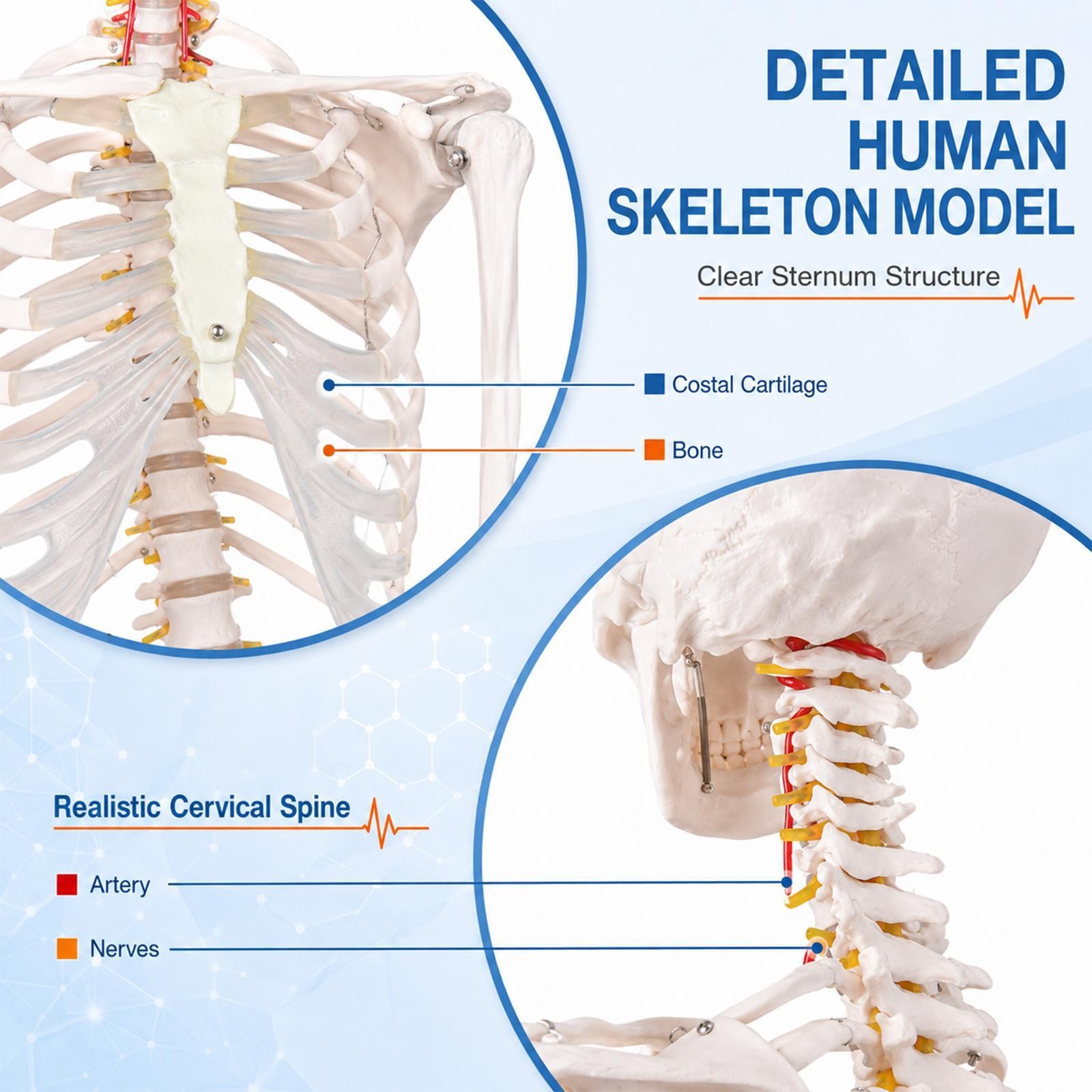New Life Size Human Anatomical Anatomy Skeleton Medical Model, Stand