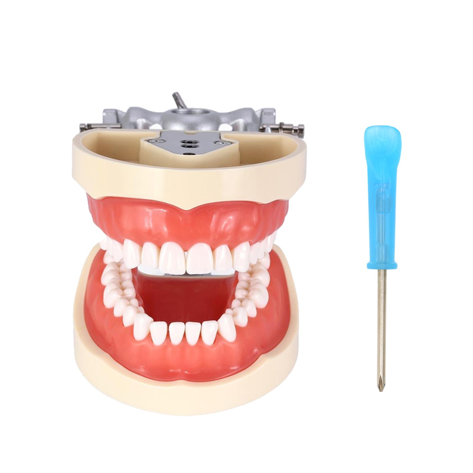US Dental Typodont Model Mounting Pole Compatible with Columbia/Kilgore/Nissin