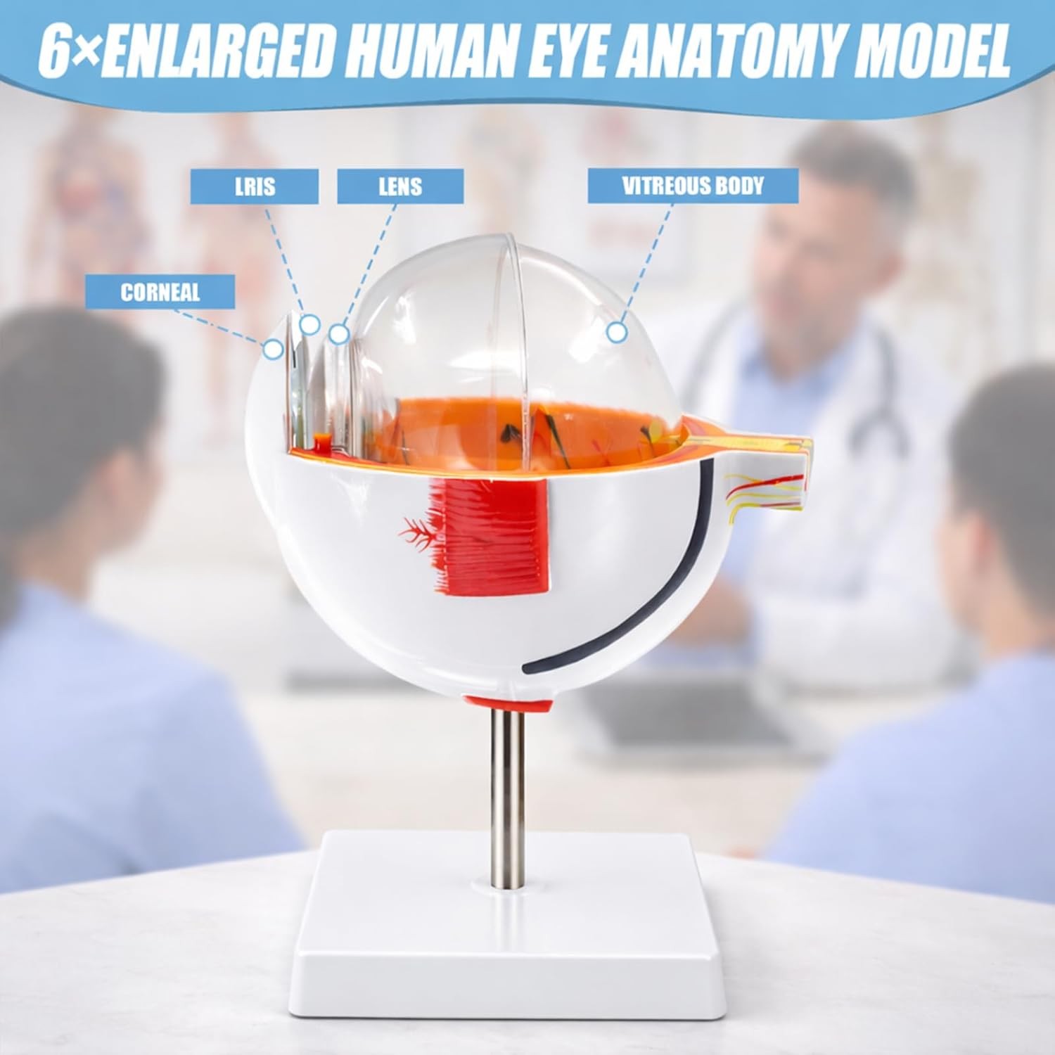 Eye Anatomy Model, 6X Enlarged Eyeball Model, Human Eye Anatomical Model for Sci