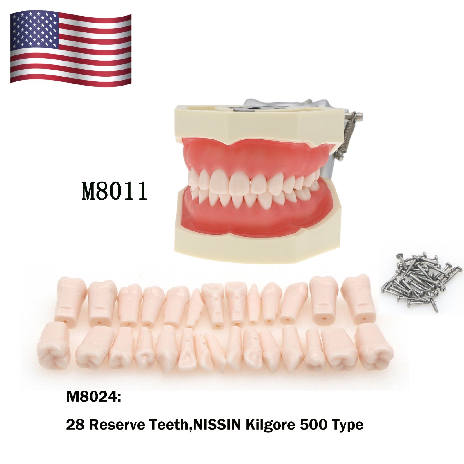 Kilgore Nissin 200/500 Dental Typodont Model With Removable Teeth Mounting Pole