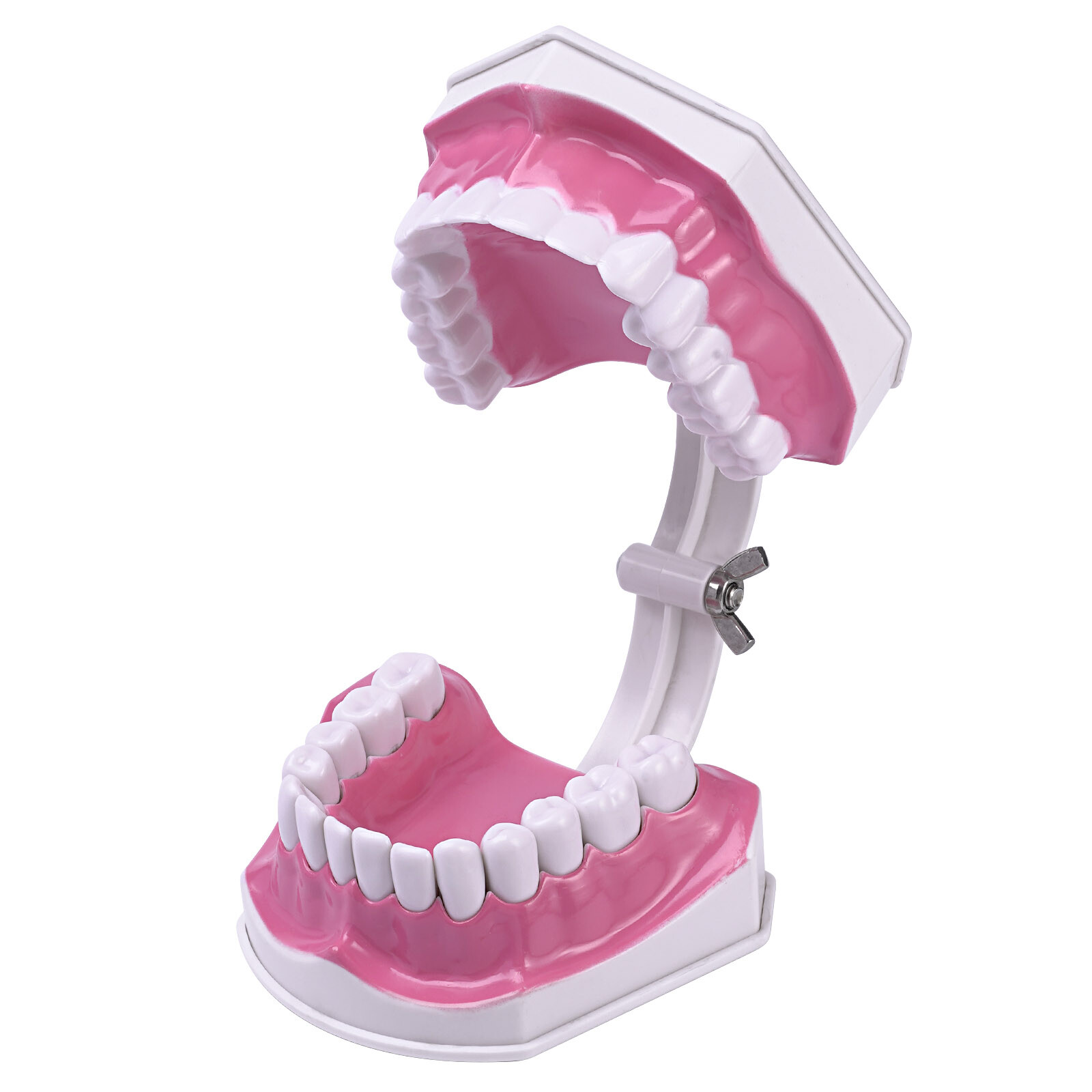 2 Times Enlarge Dental Teeth Model Includes Toothbrush Dental Education Supplies