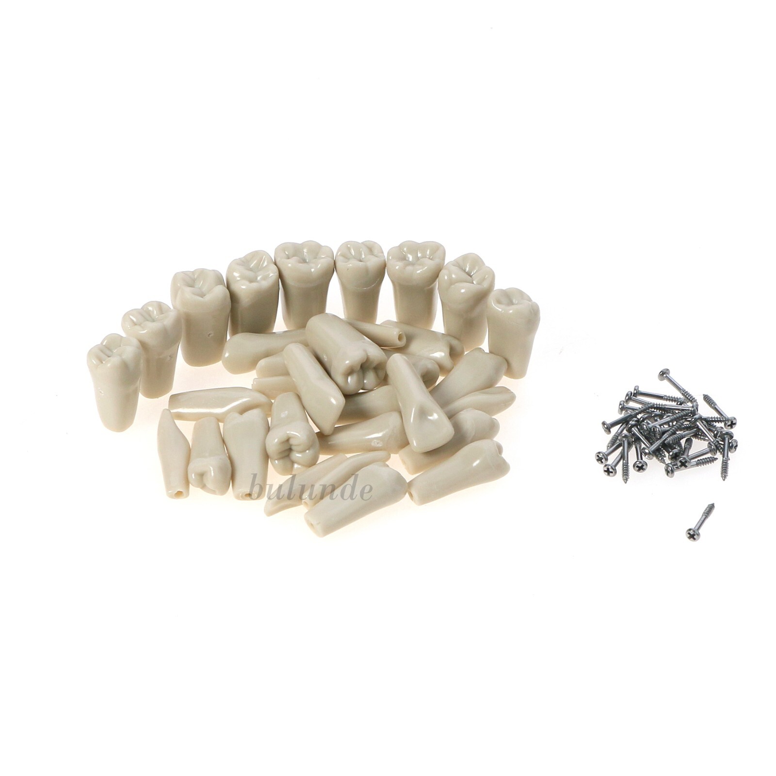 US Dental Columbia Dentoform 860 Type Typodont Model With 32Pcs Removable Teeth