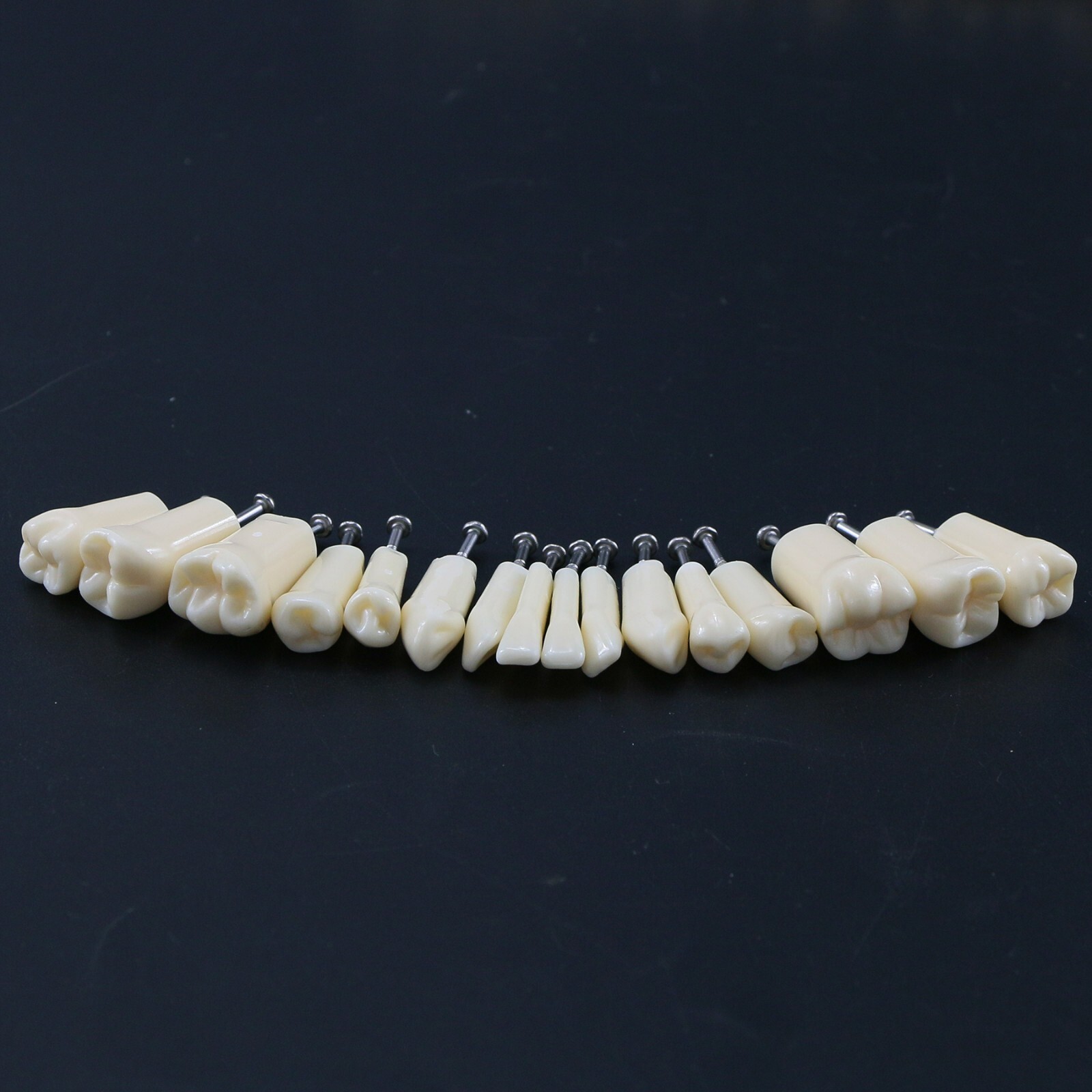 Dental Typodont Replacement Screw-in Teeth Model fits Kilgore NISSIN 200/500Type