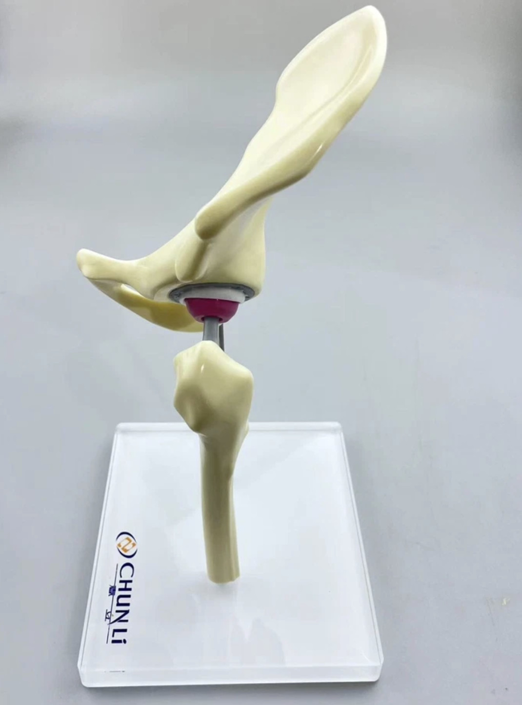 Artificial Shoulder Replacement Anatomical Model Knee Shoulder Elbow Joint Model