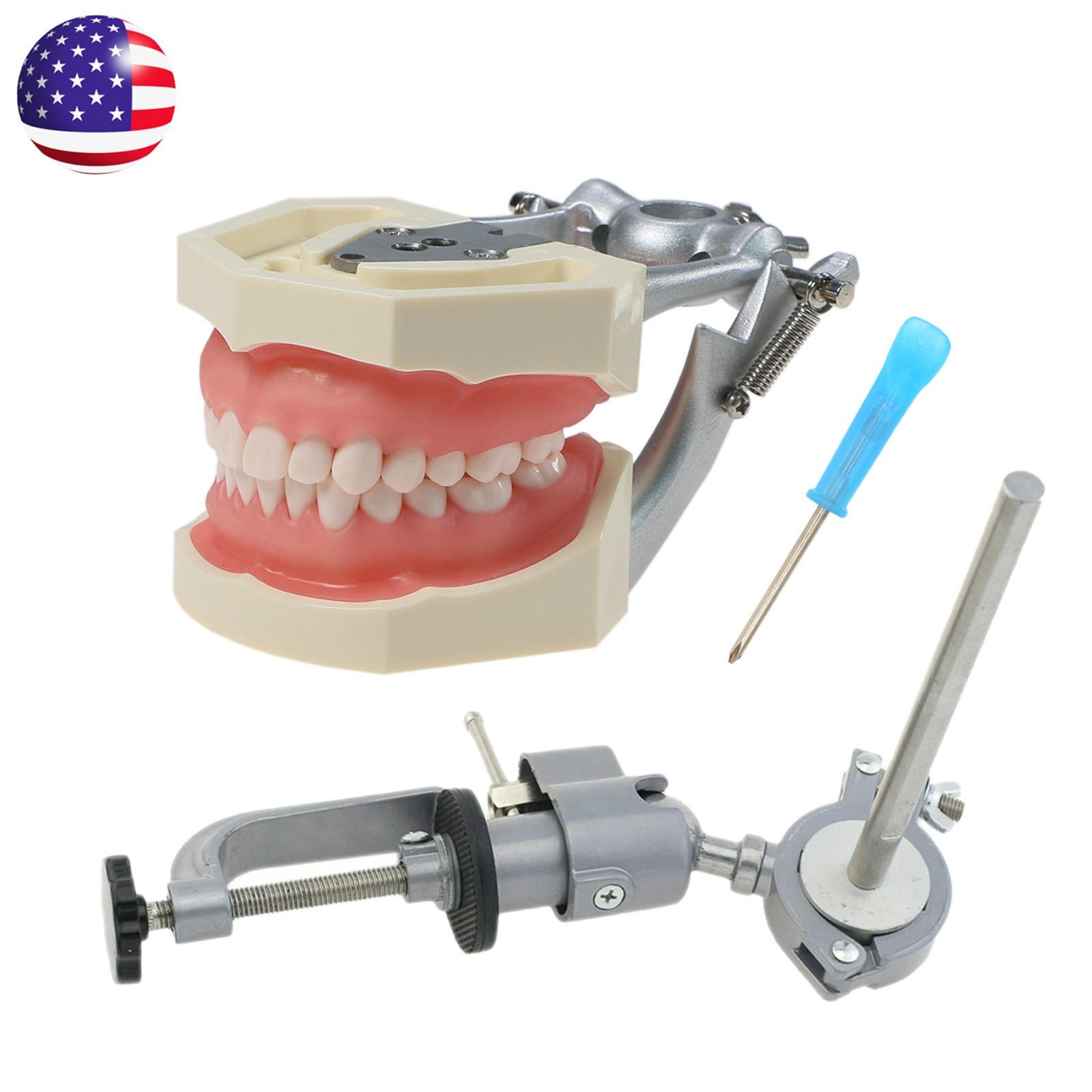 Kilgore Nissin 200/500 Dental Typodont Model With Removable Teeth Mounting Pole