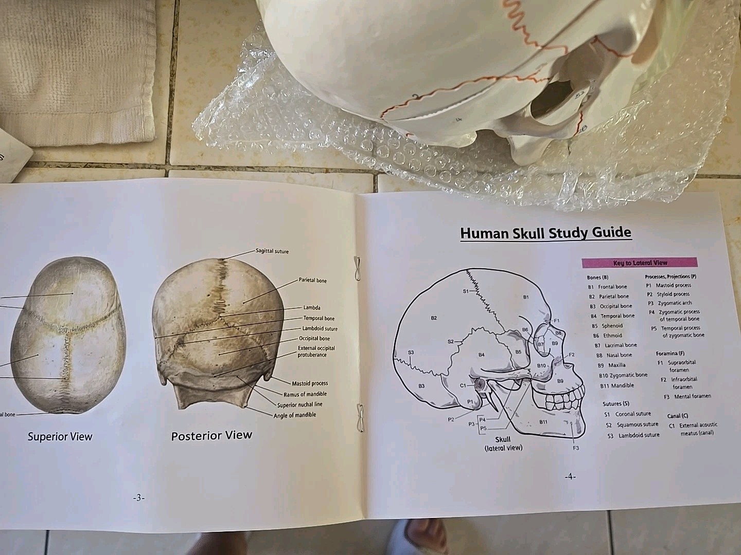 Human Skull with Sutures 3 Part Anatomical Model, Medical Curiosities New In Box