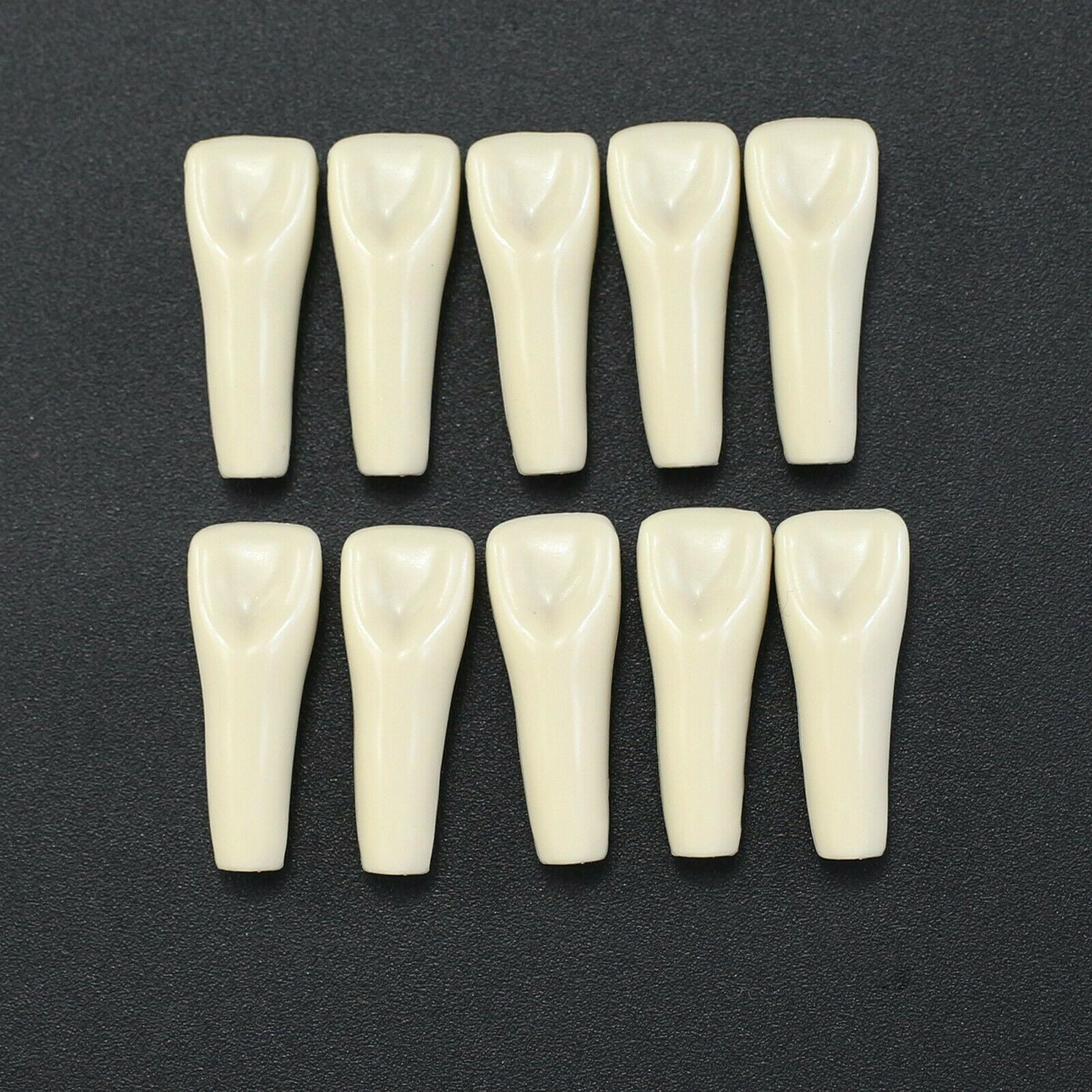 10Pcs/lot Dental Typodont Teeth Replacement Individual Teeth Fit Columbia 860