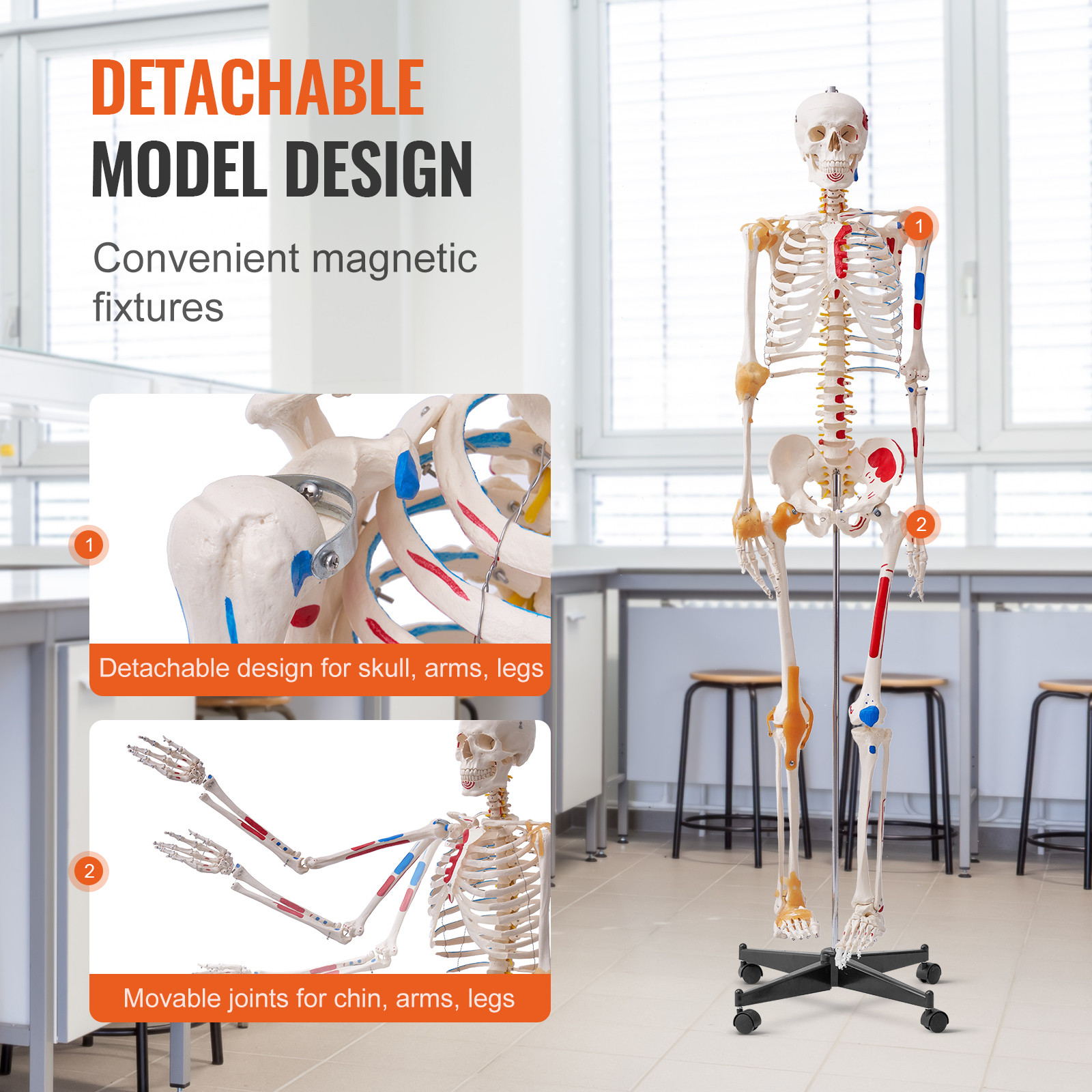 VEVOR Human Skeleton Model Anatomical Skeleton Life Size with Muscle Points