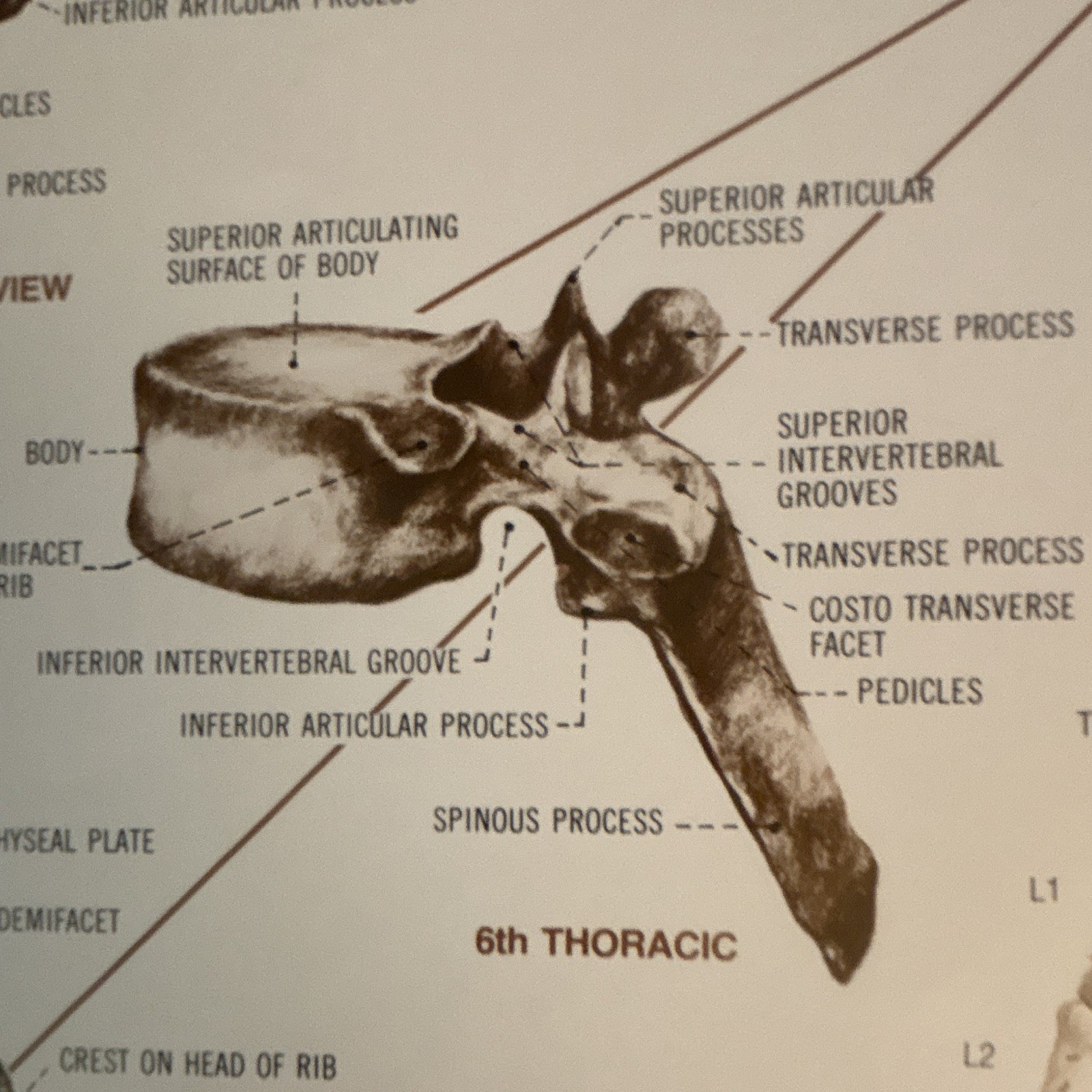 Anatomical Chart Co. The Vertebral Column Anatomical Chart Orthopedics 1980